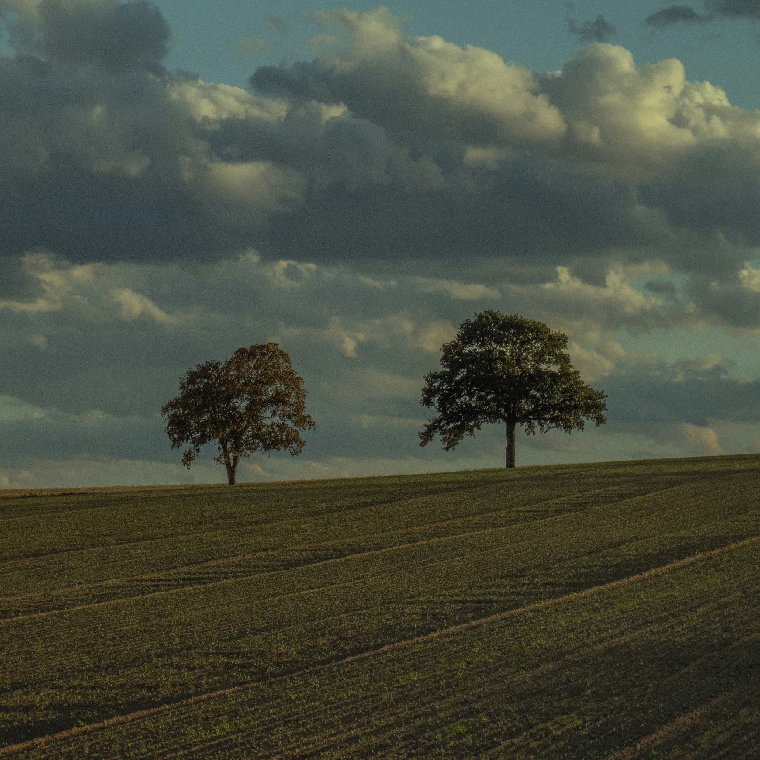 two trees standing together - Helen Moss Therapy