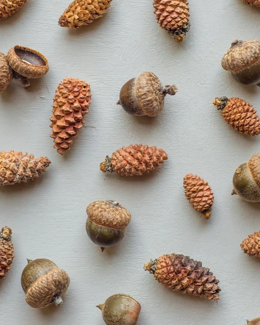 SEEDS - Helen Moss Therapy