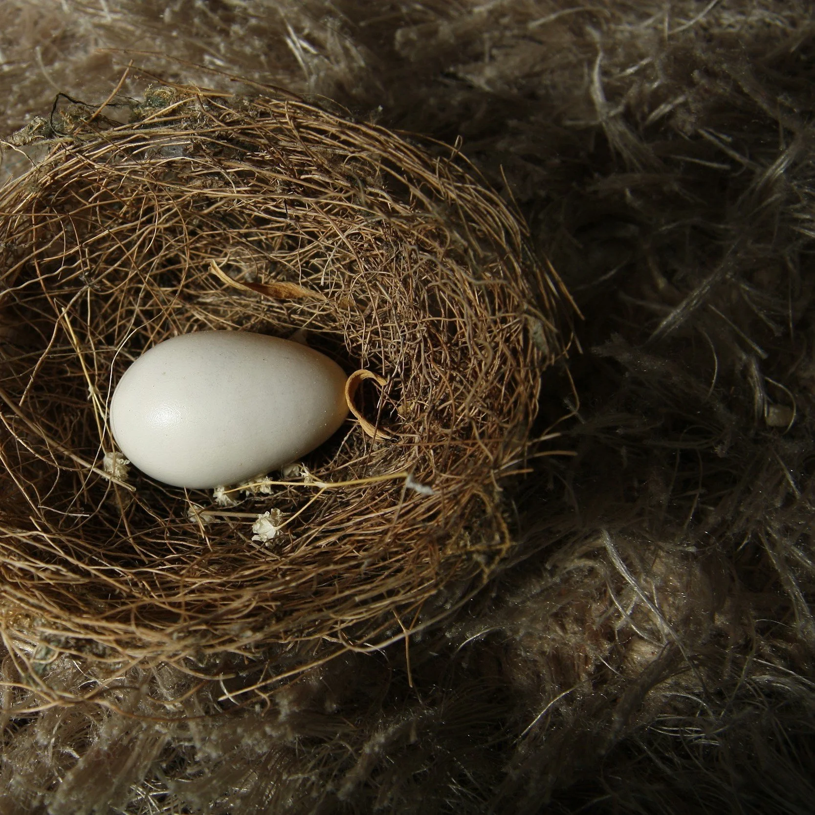 NEST. A Winter Half Day Retreat. 2-5pm. Sunday 6 December. Sussex Venue tbc