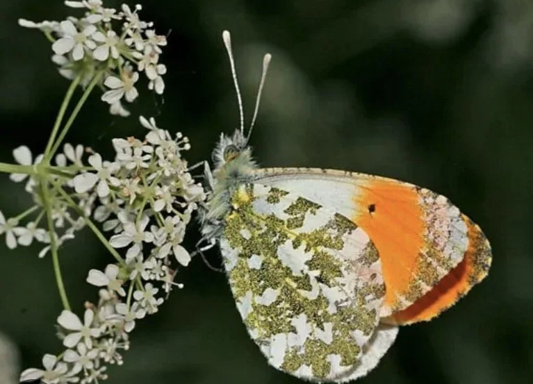 Beltane.A Seasonal Inspired Session. Sunday May 3, 3-5pm, Space Yoga Studio, Brighton