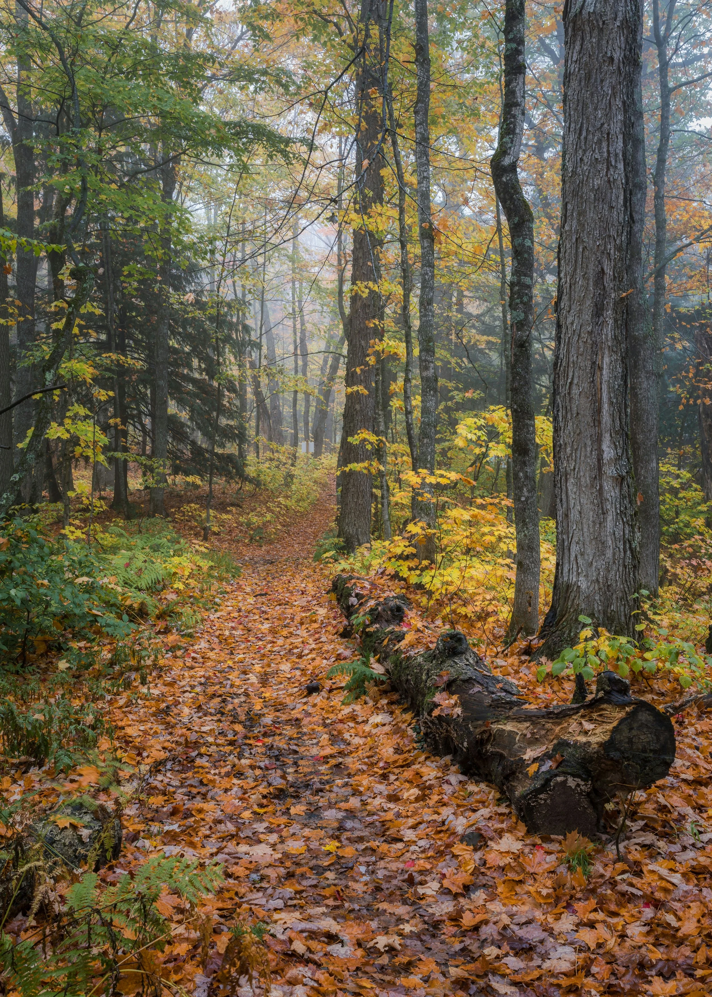 Mindful Nature Hike: In celebration of A2Zero Week