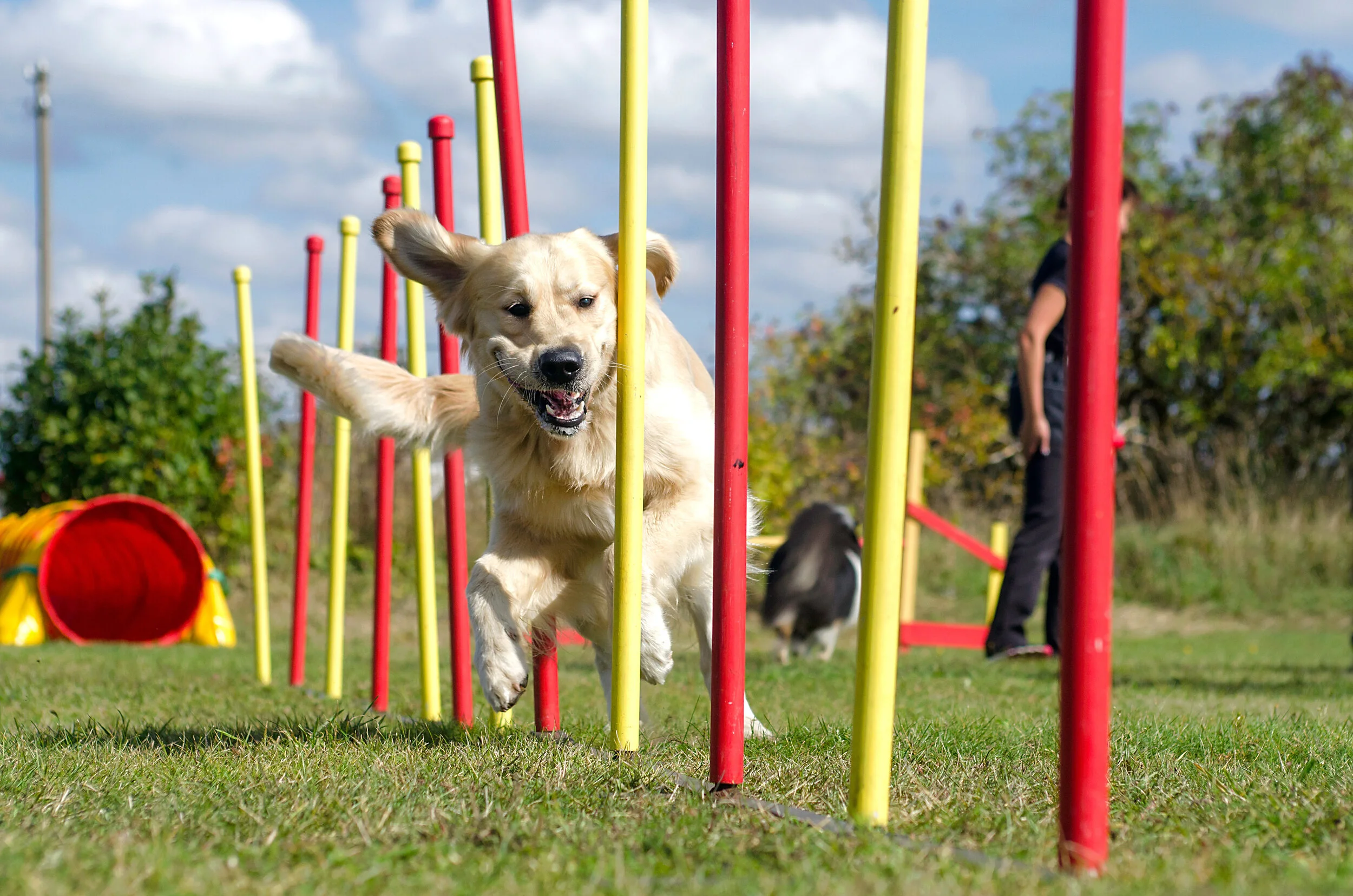 Winston Salem Dog Training Club