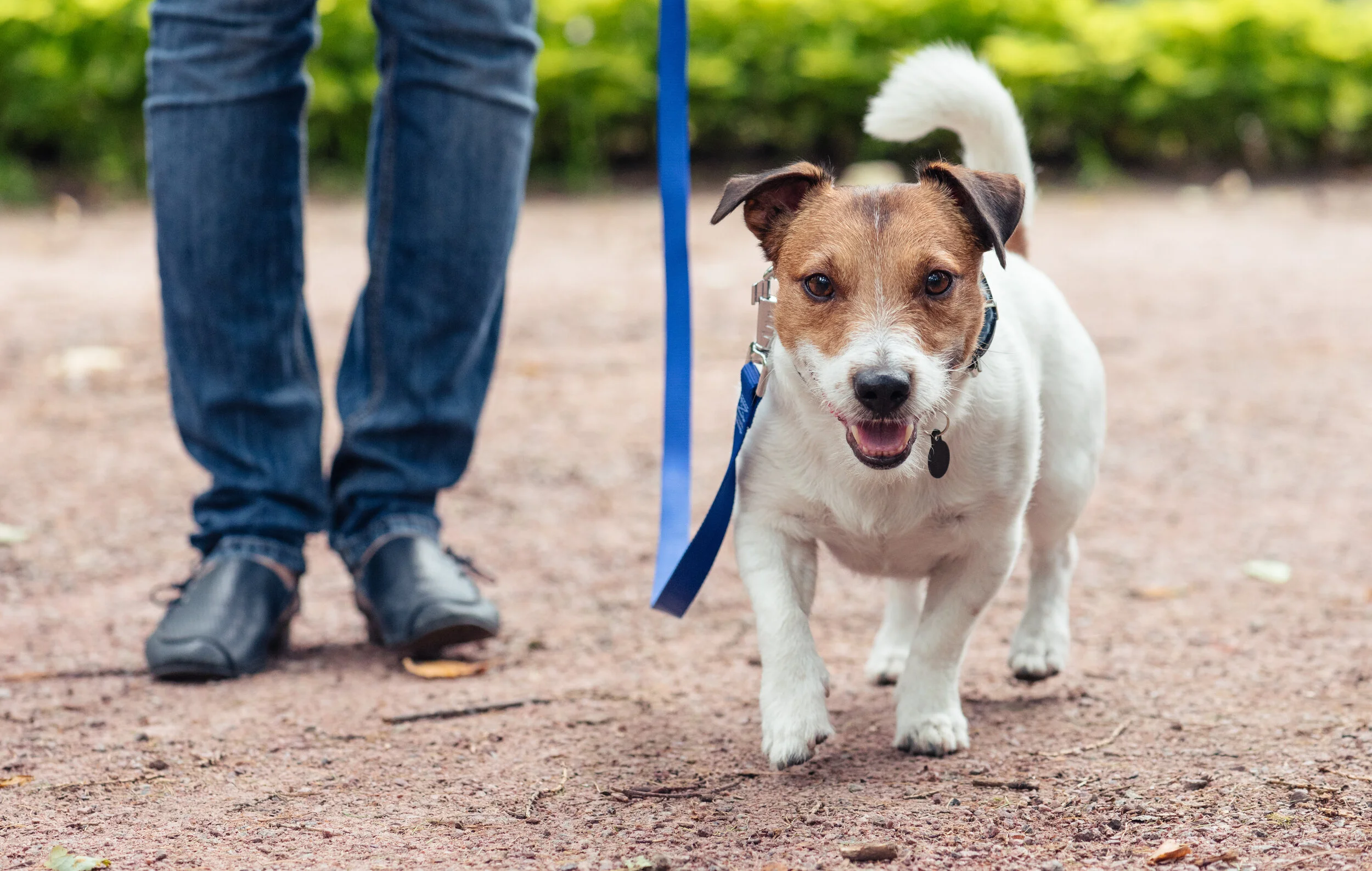 Winston Salem Dog Training Club