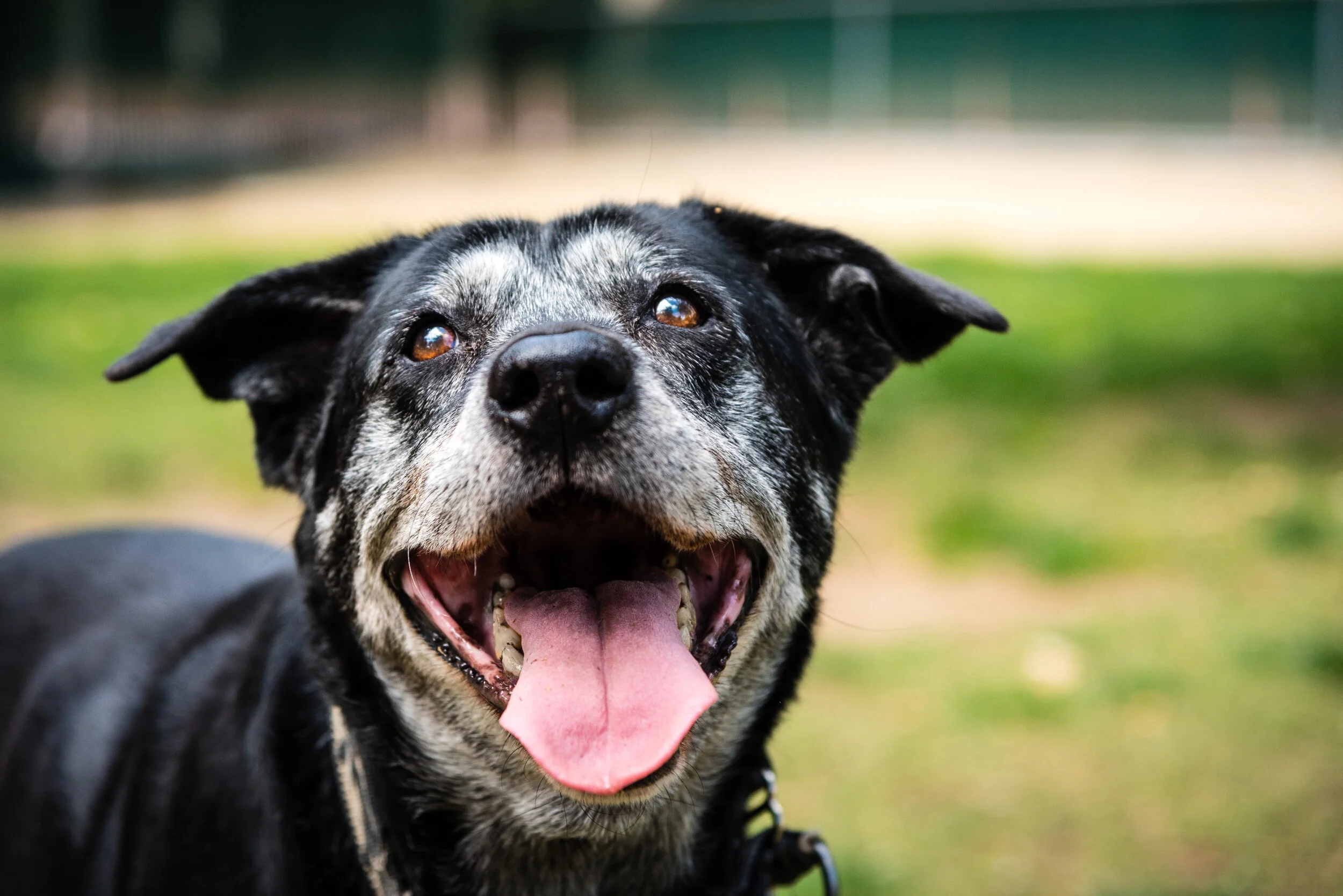 Winston Salem Dog Training Club