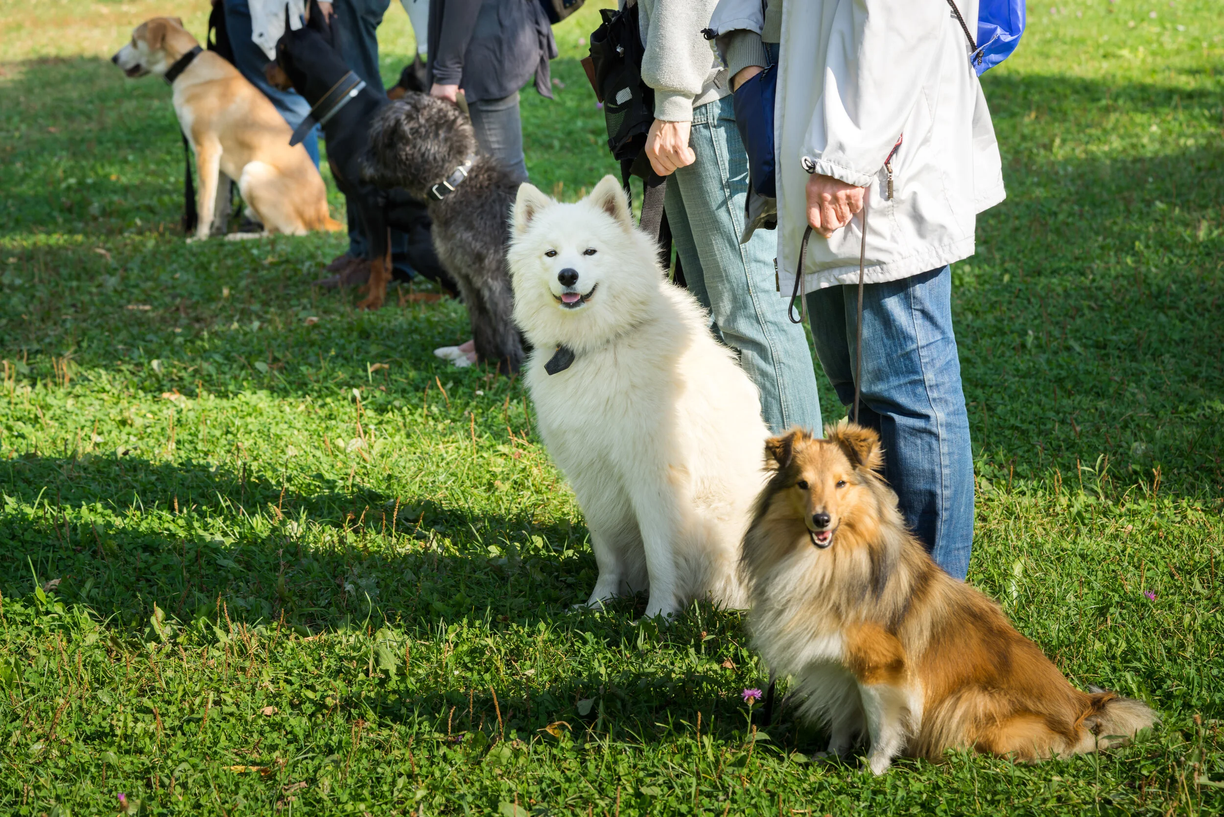 Winston Salem Dog Training Club