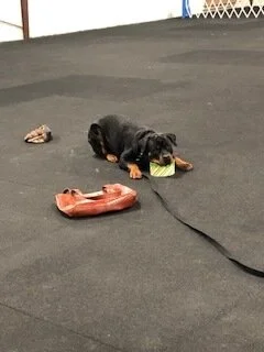 Events Winston Salem Dog Training Club