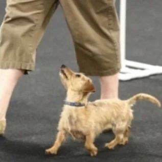 Events Winston Salem Dog Training Club