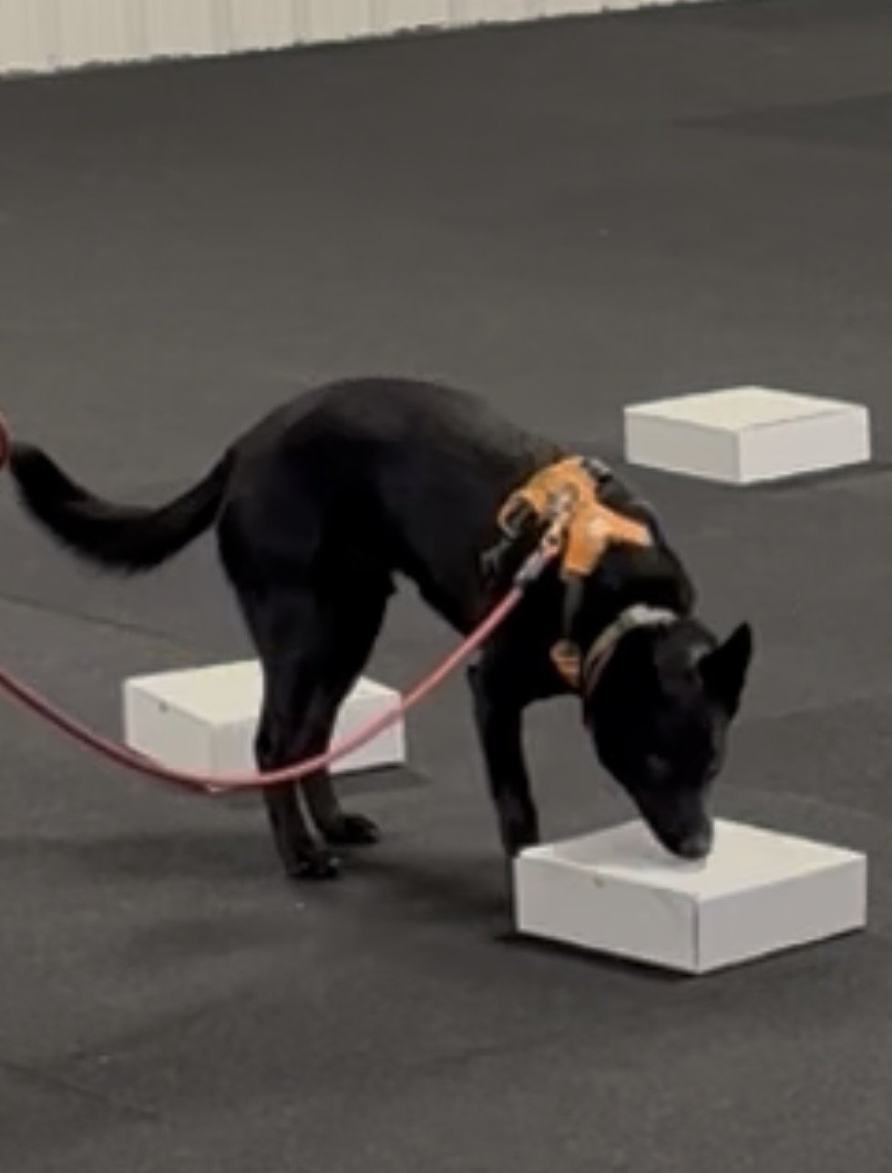 AKC Scent Work Trial 