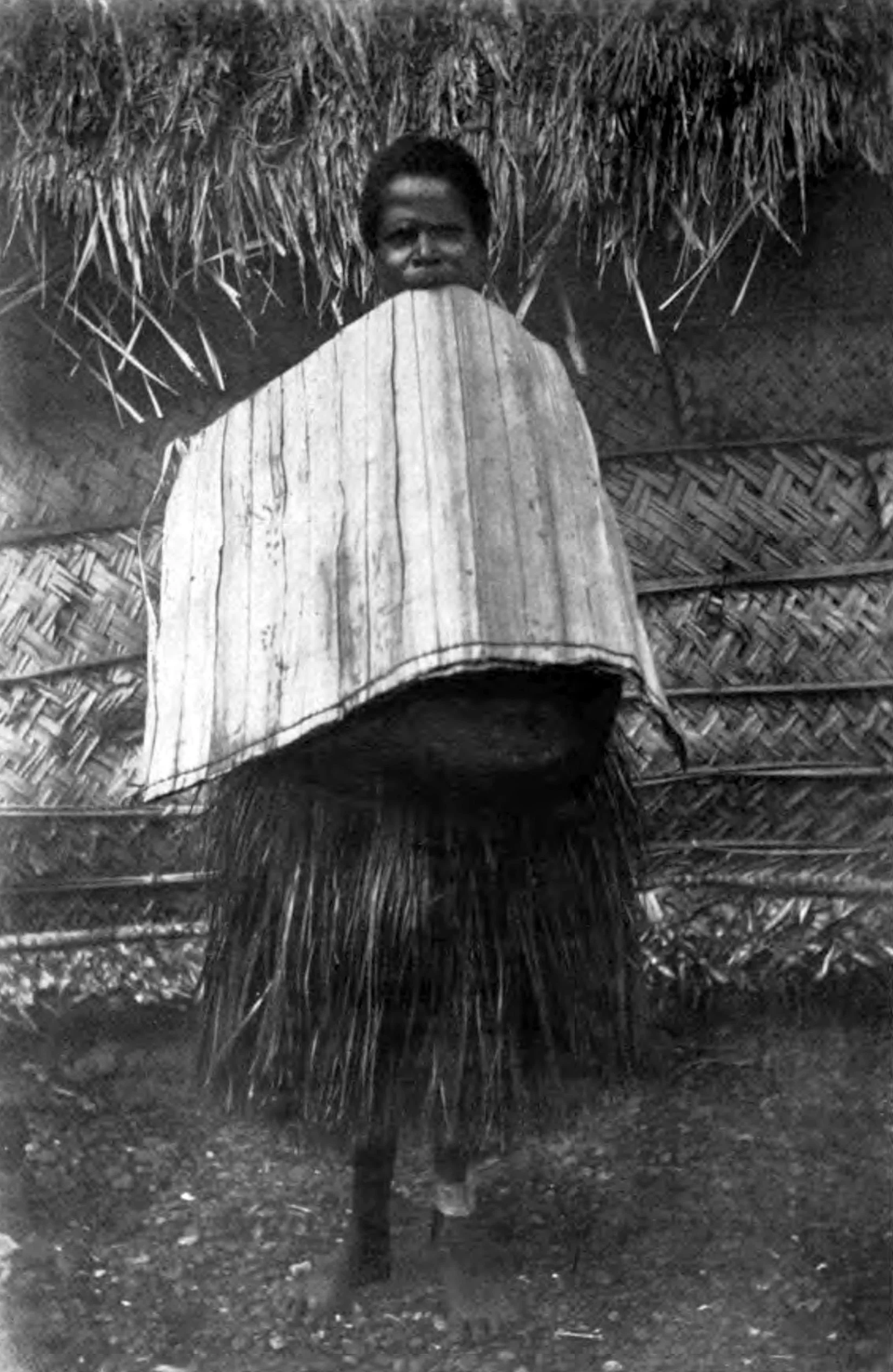 A Papuan Sunshade