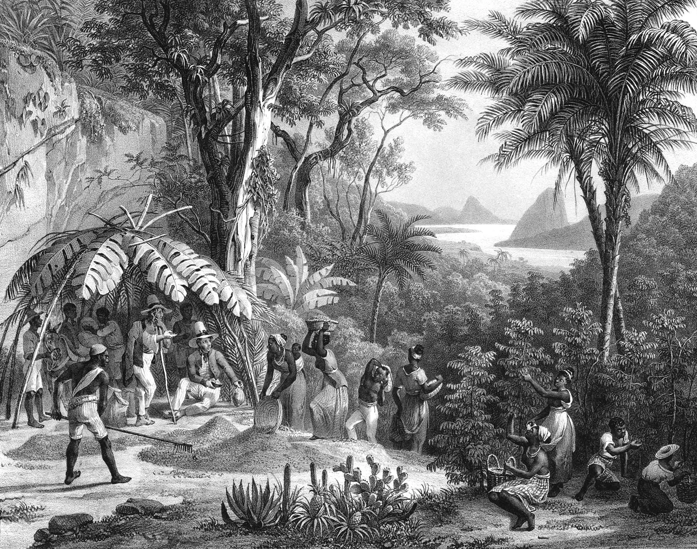 Coffee Harvest