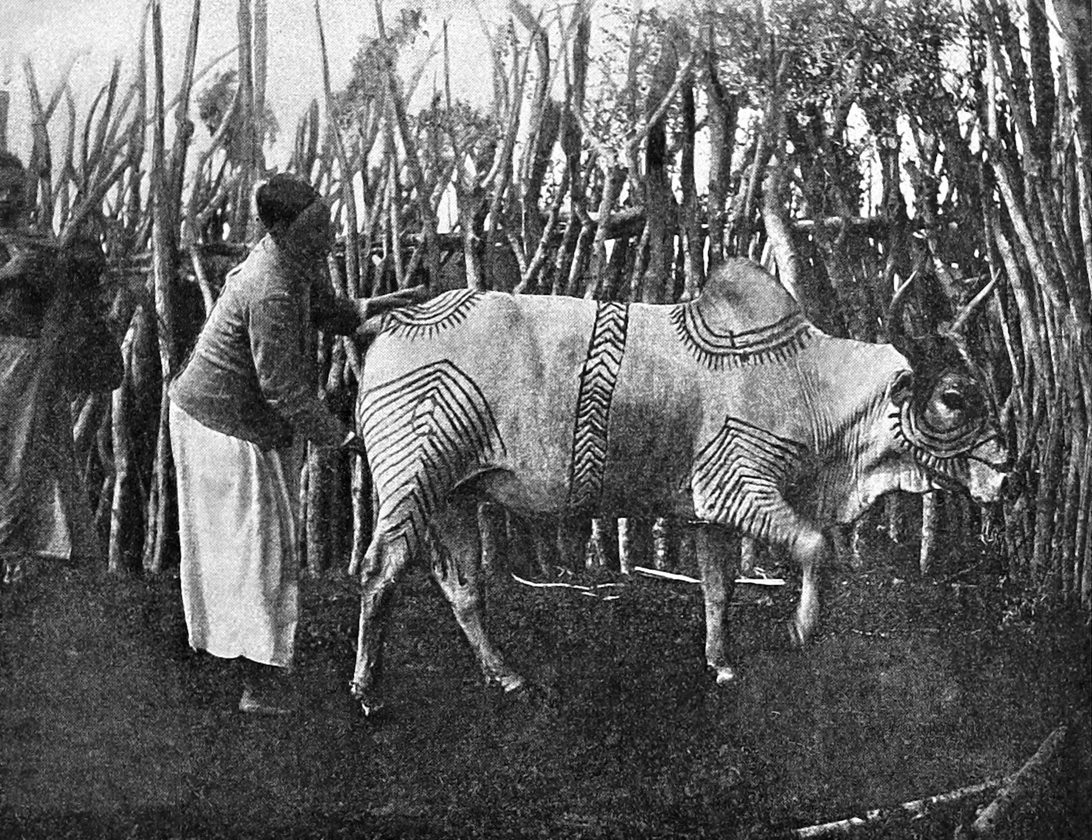 Bull with Decorative Band