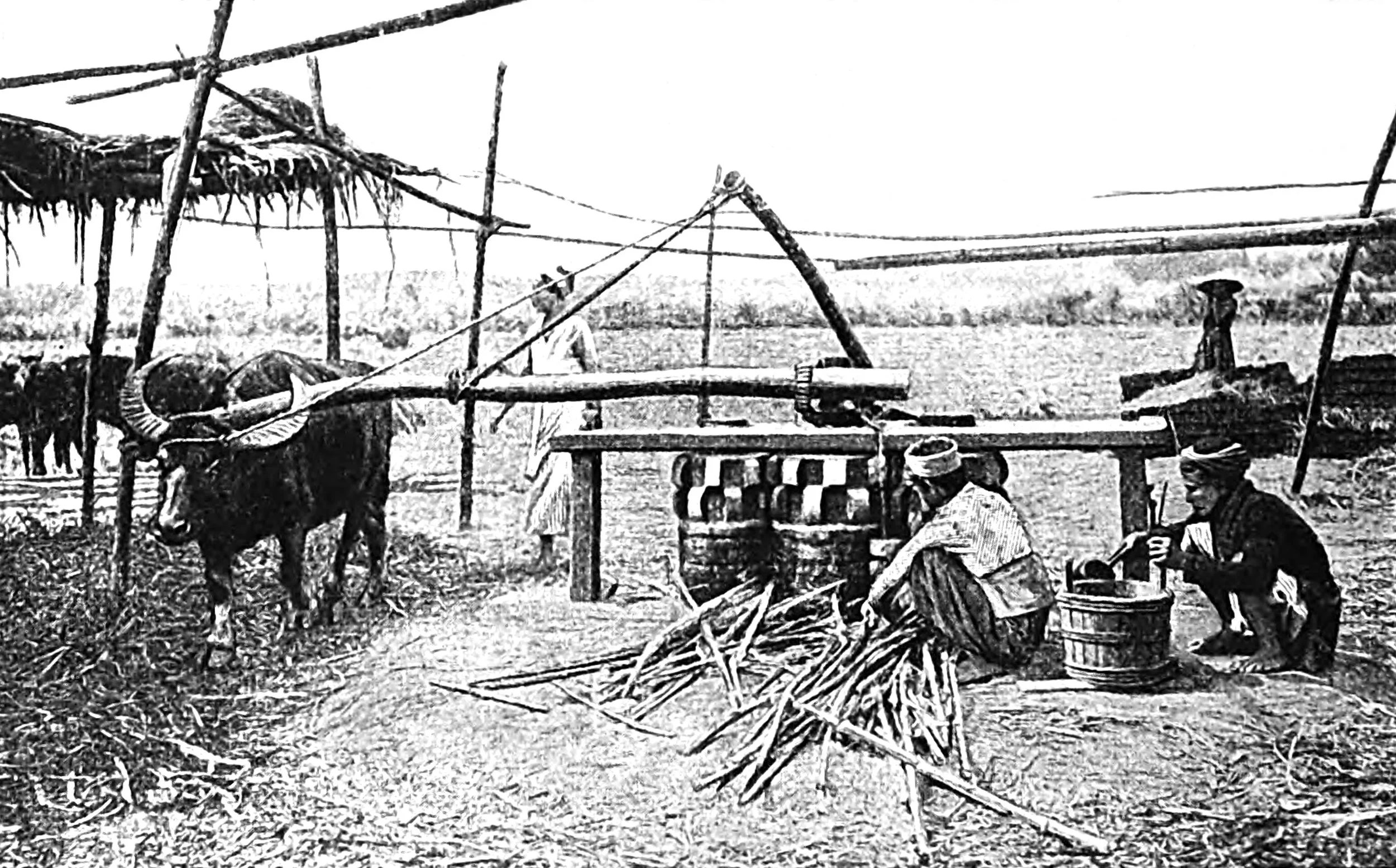 Old Fashioned Wooden Cane-Mill worked by a Buffalo