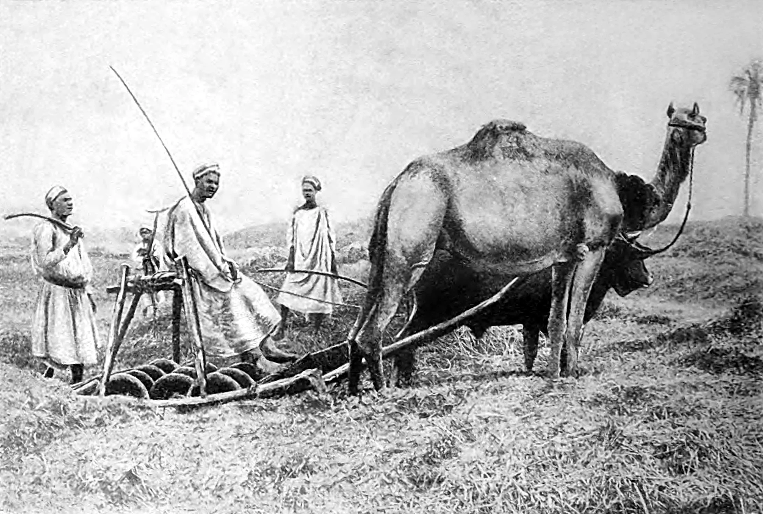 Motive Power for Field Work supplied by Buffalo and Camel