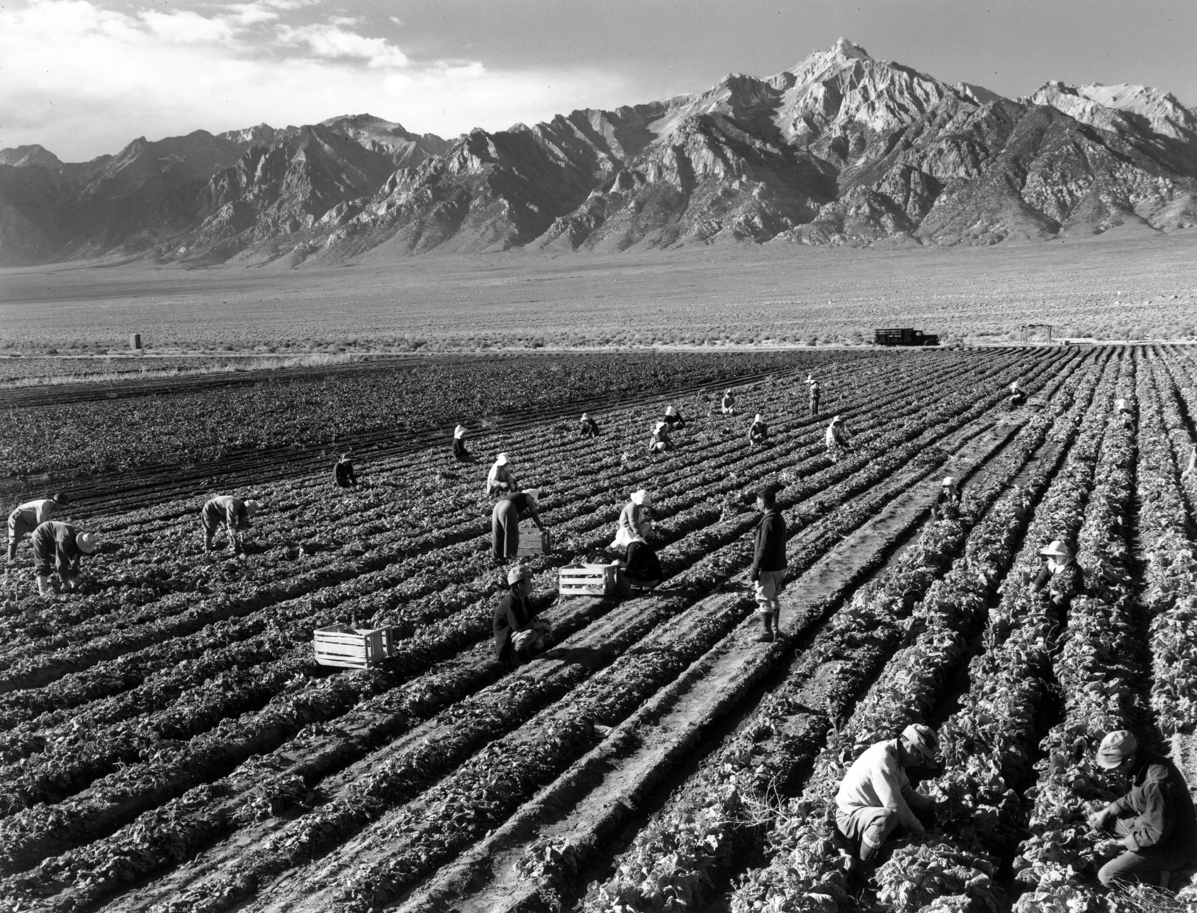 Farm workers with Mt. Williamson in background, Manzanar Relocation Center, California
