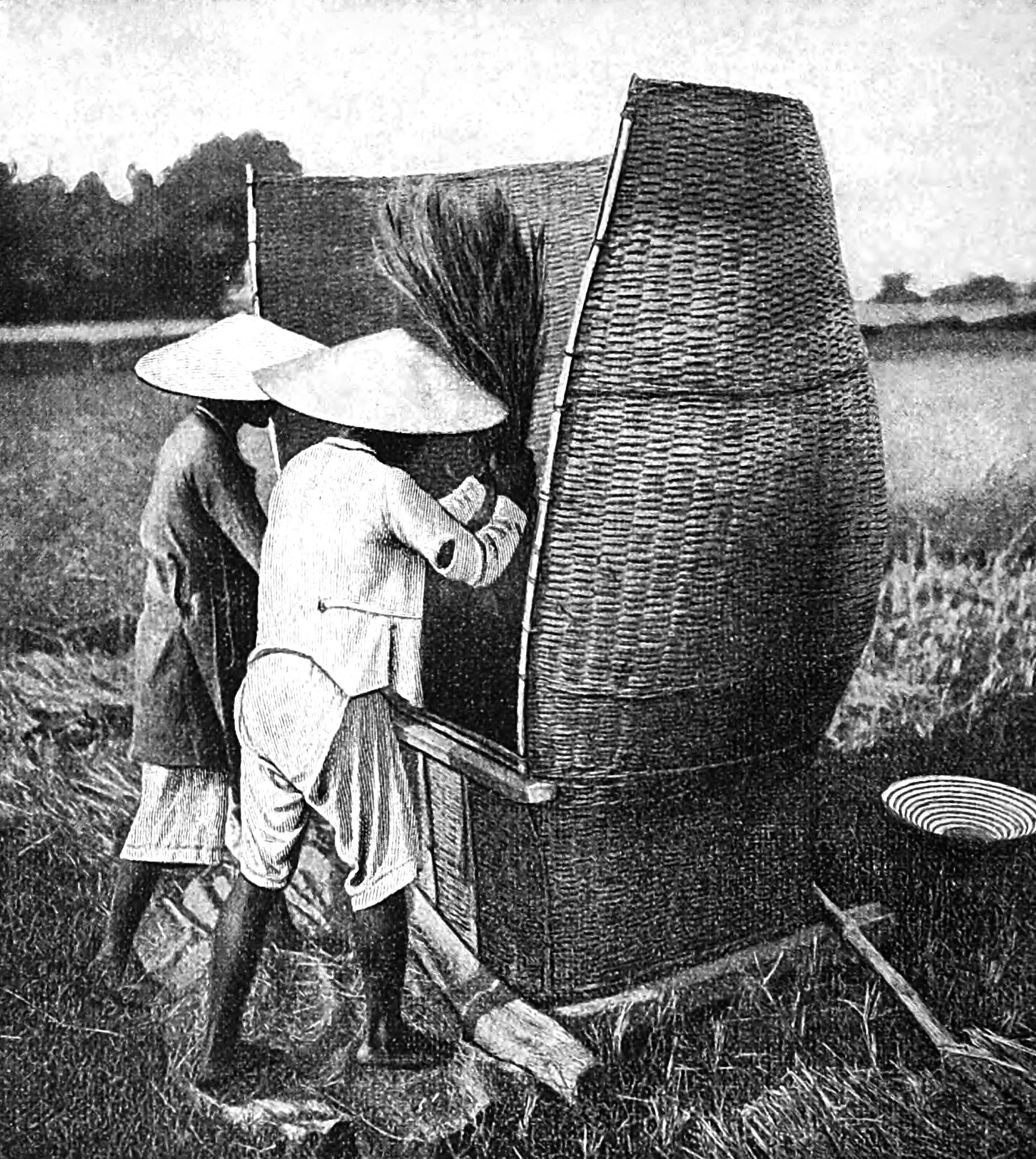 Annamese way of reaping and threshing rice