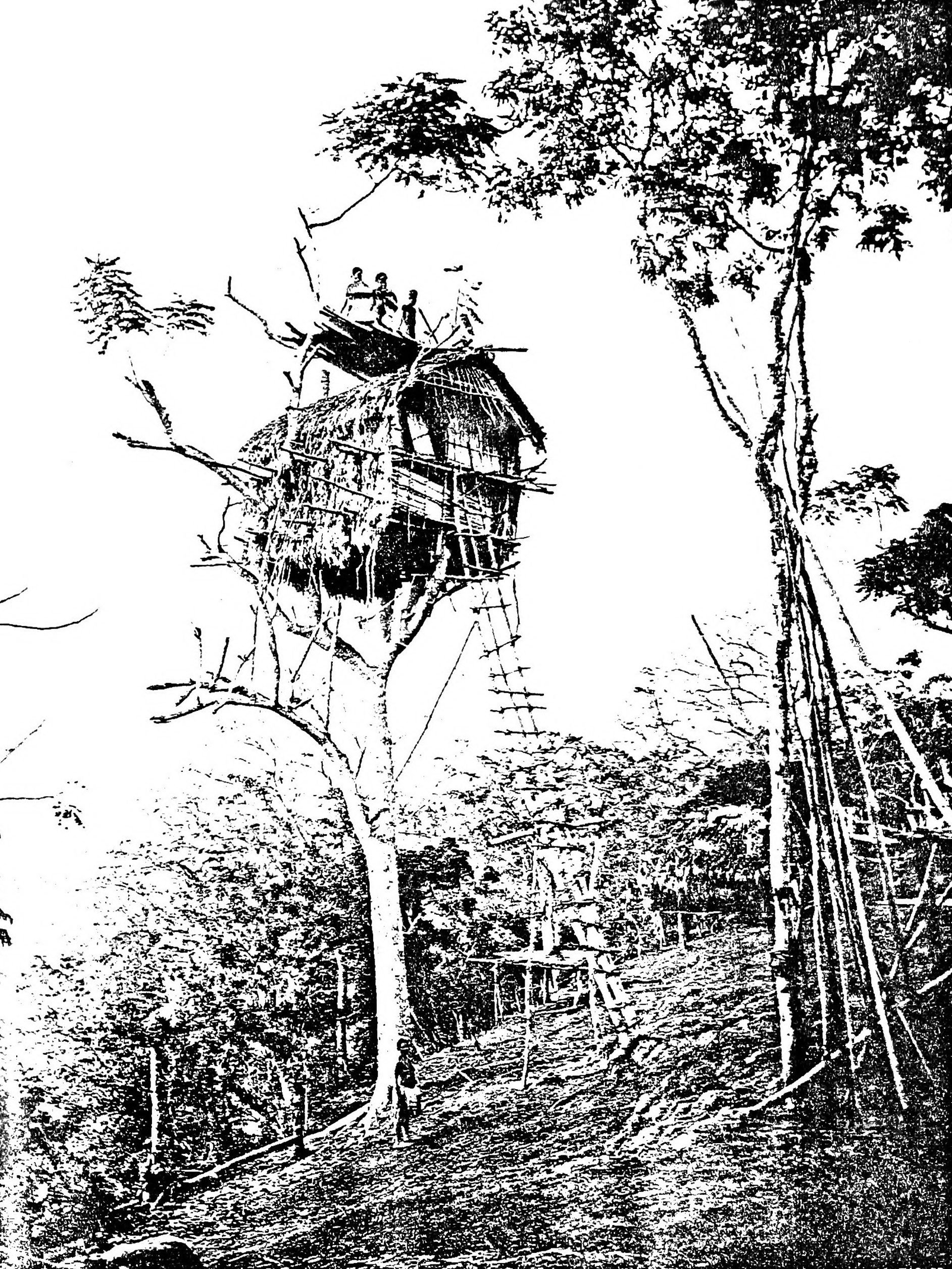 Tree House, Koiari Village
