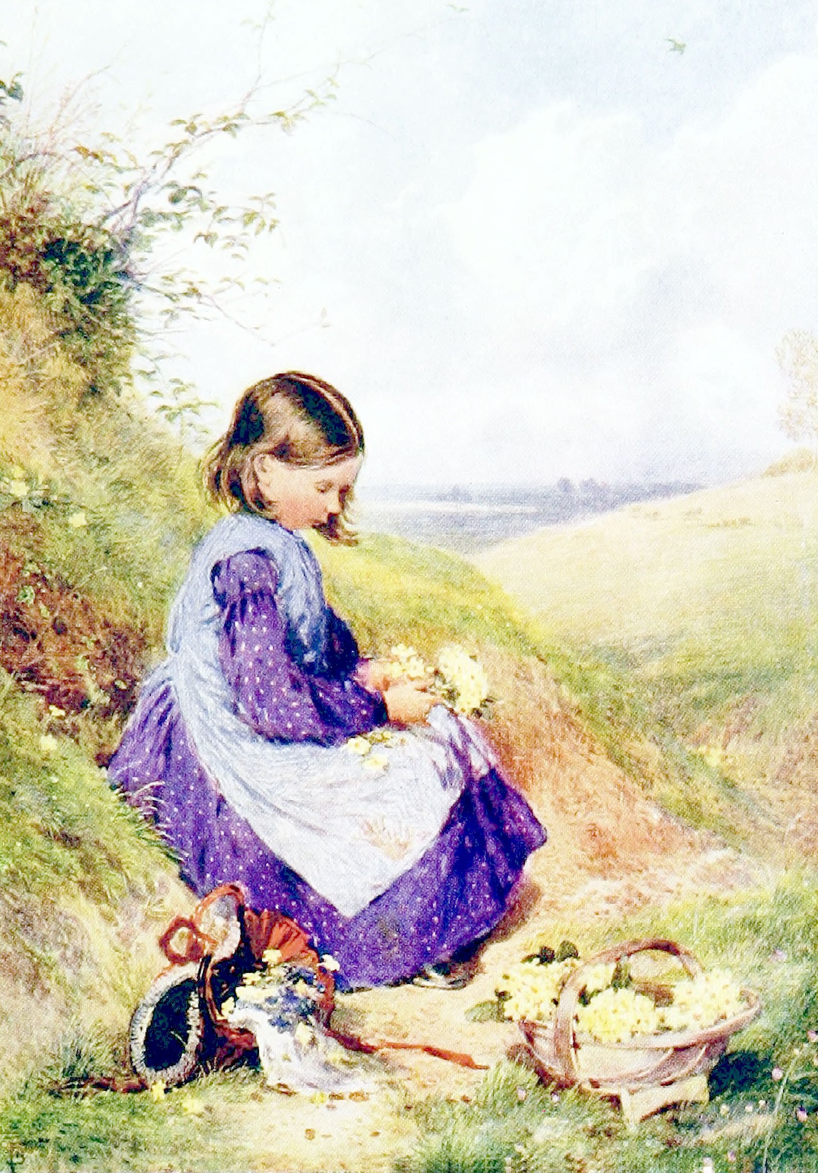 Primroses