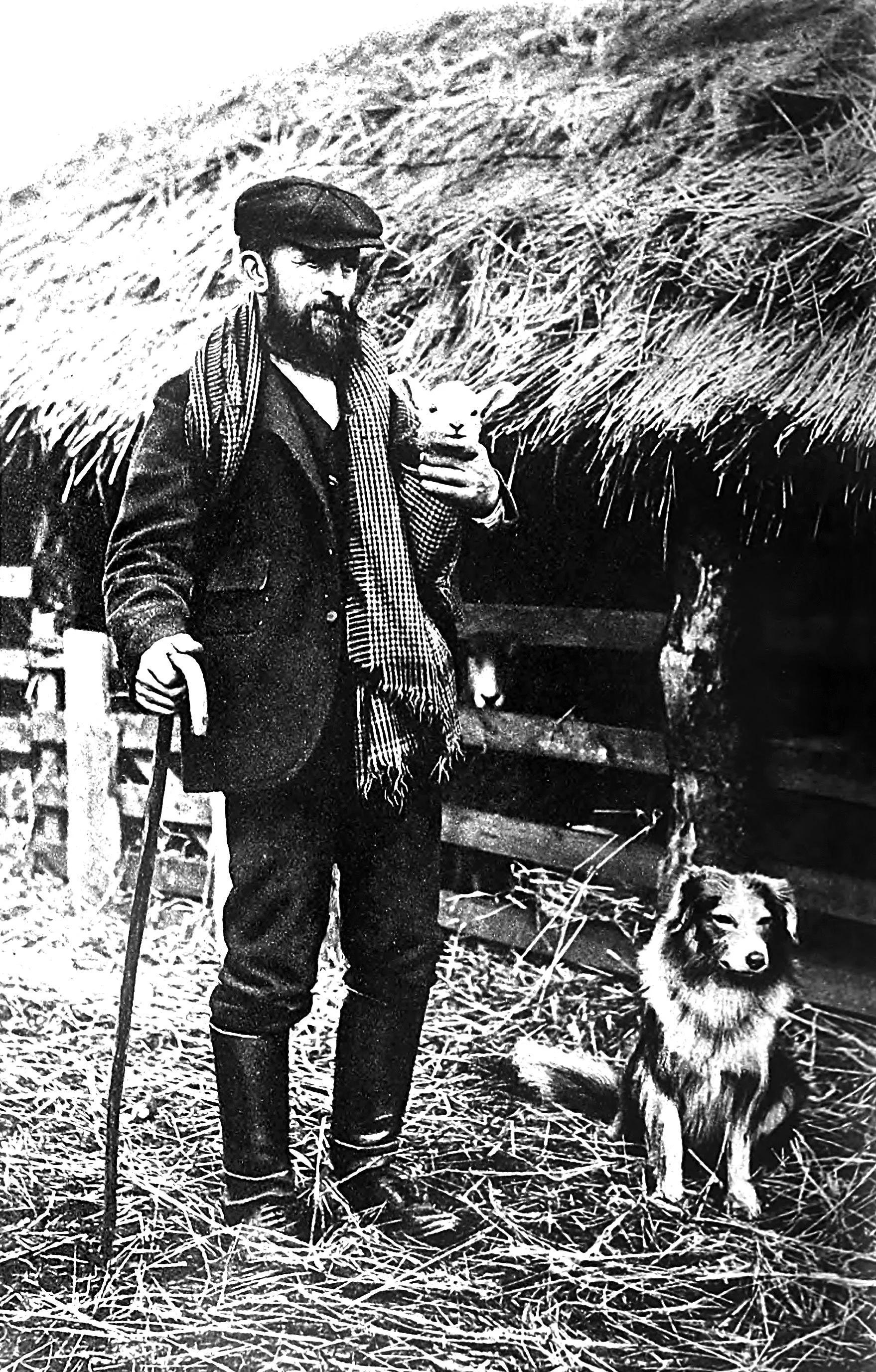 Highland Shepherd tending his flock