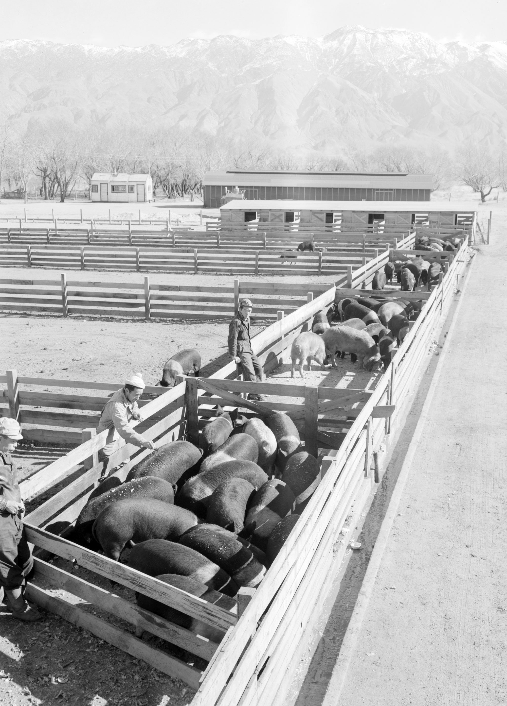 Hog farm, Manzanar Relocation Center, California