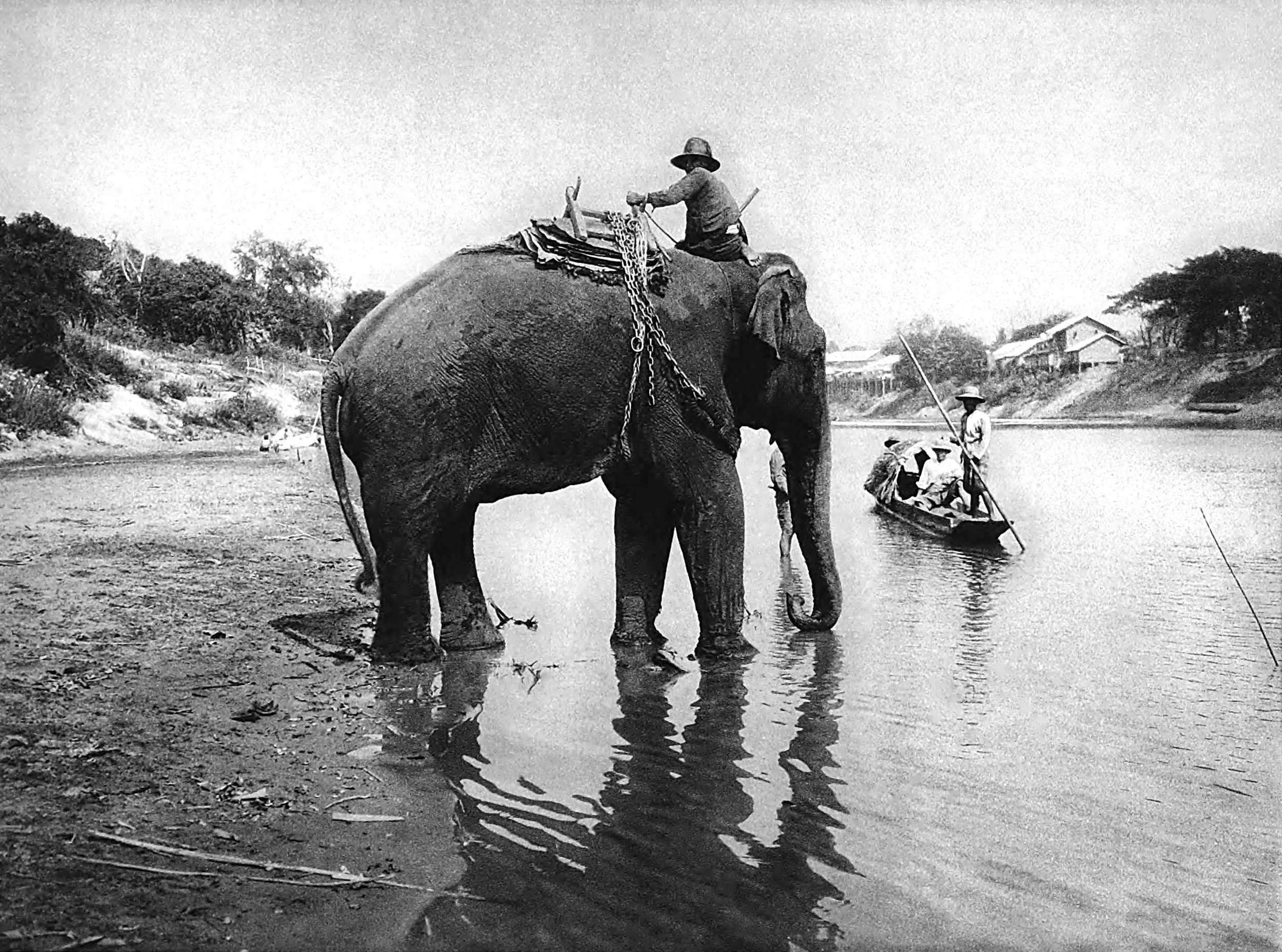 Elephant on the Menam River