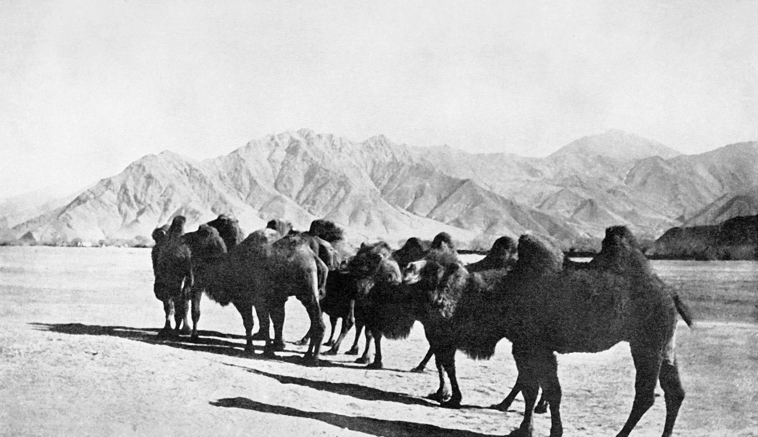 Camels. a present to the Dalai Lama from spiritual subjects in Mongolia