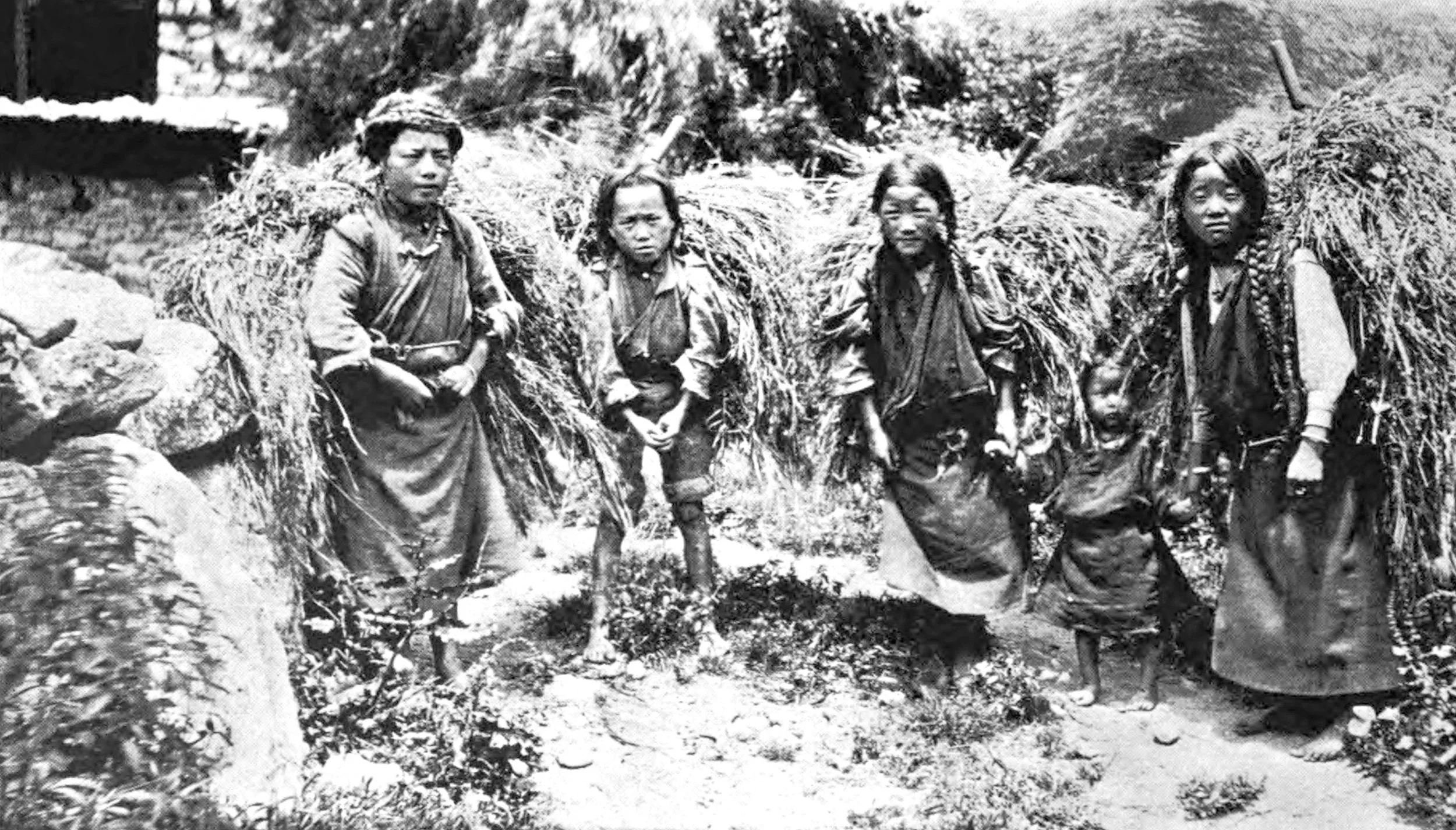 Carrying the barley harvest in the Chumbi Valley