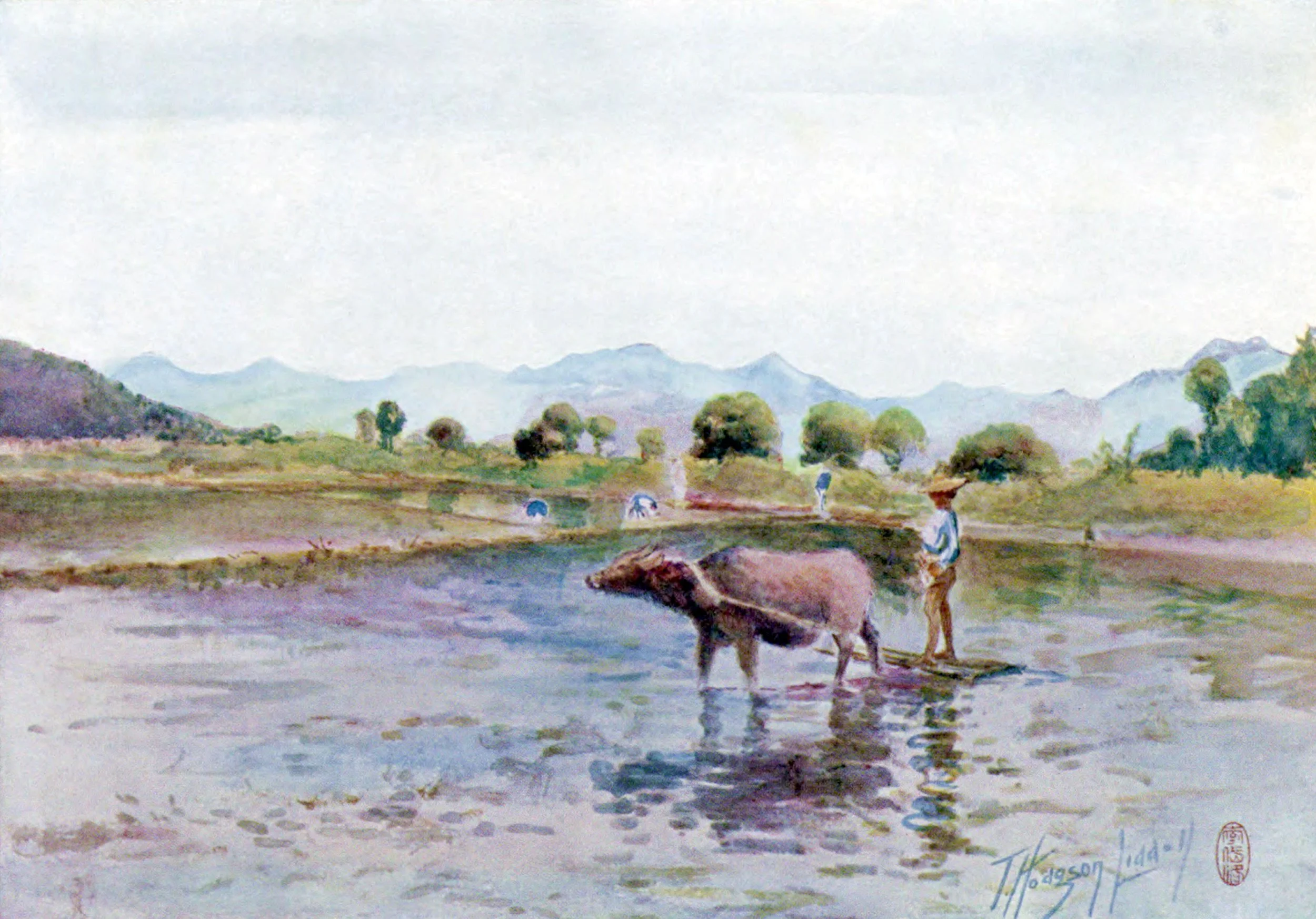 Water-Buffalo at Work in the Paddy-Fields