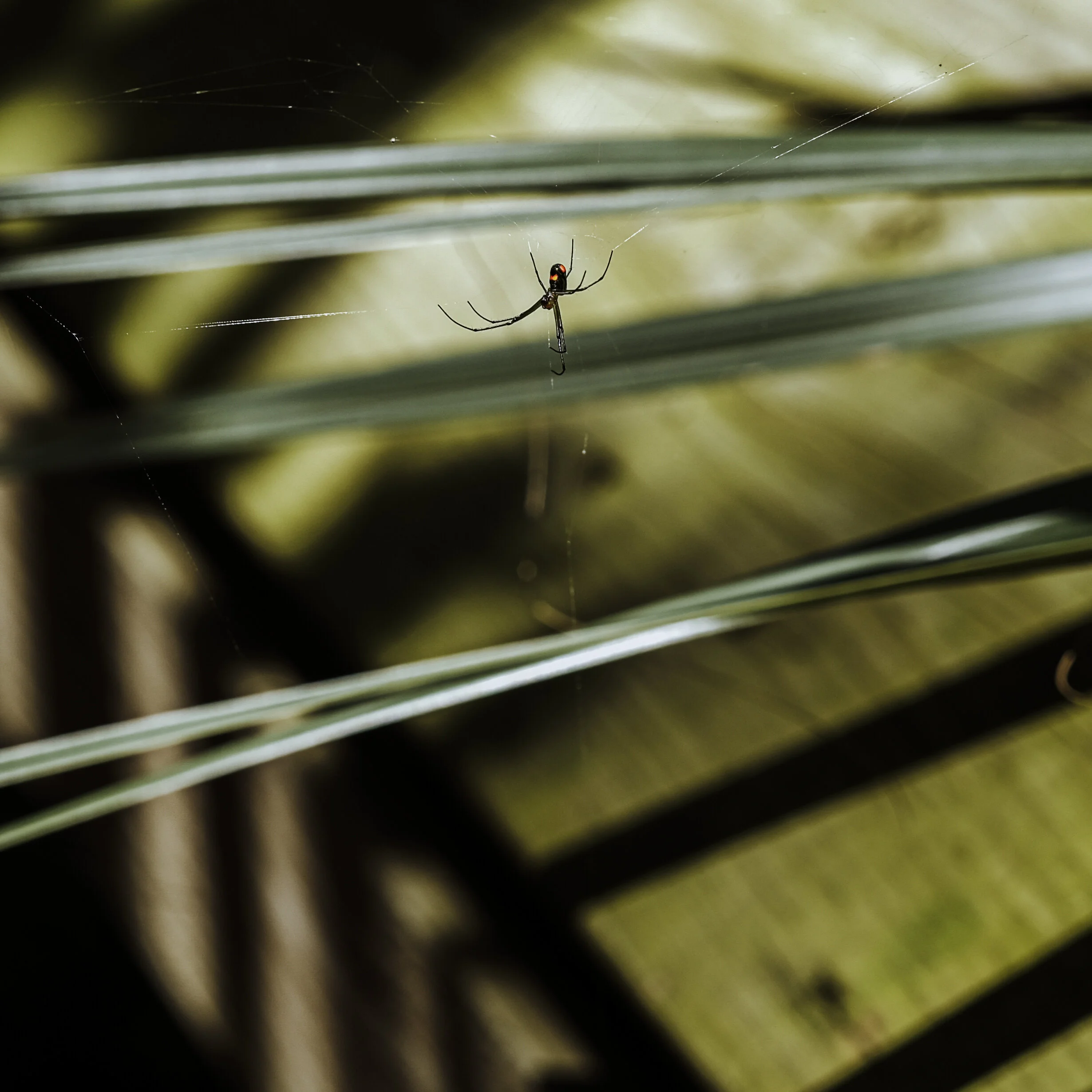Spider.jpg