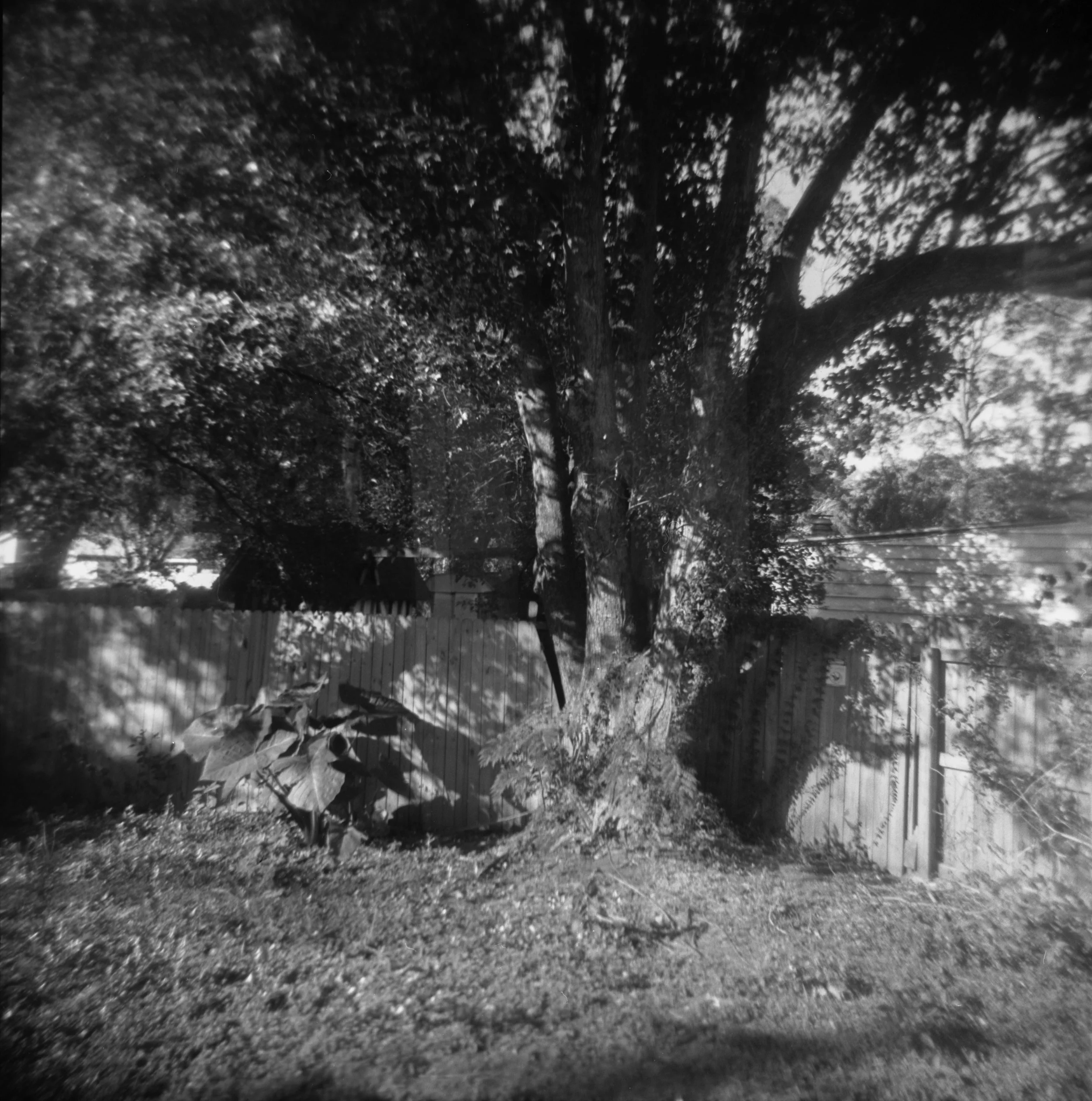 Backyard Tree copy.jpg