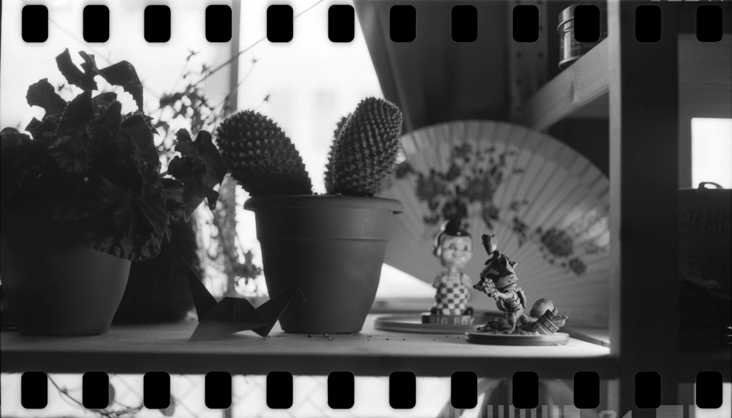 Cactus002_1.jpg