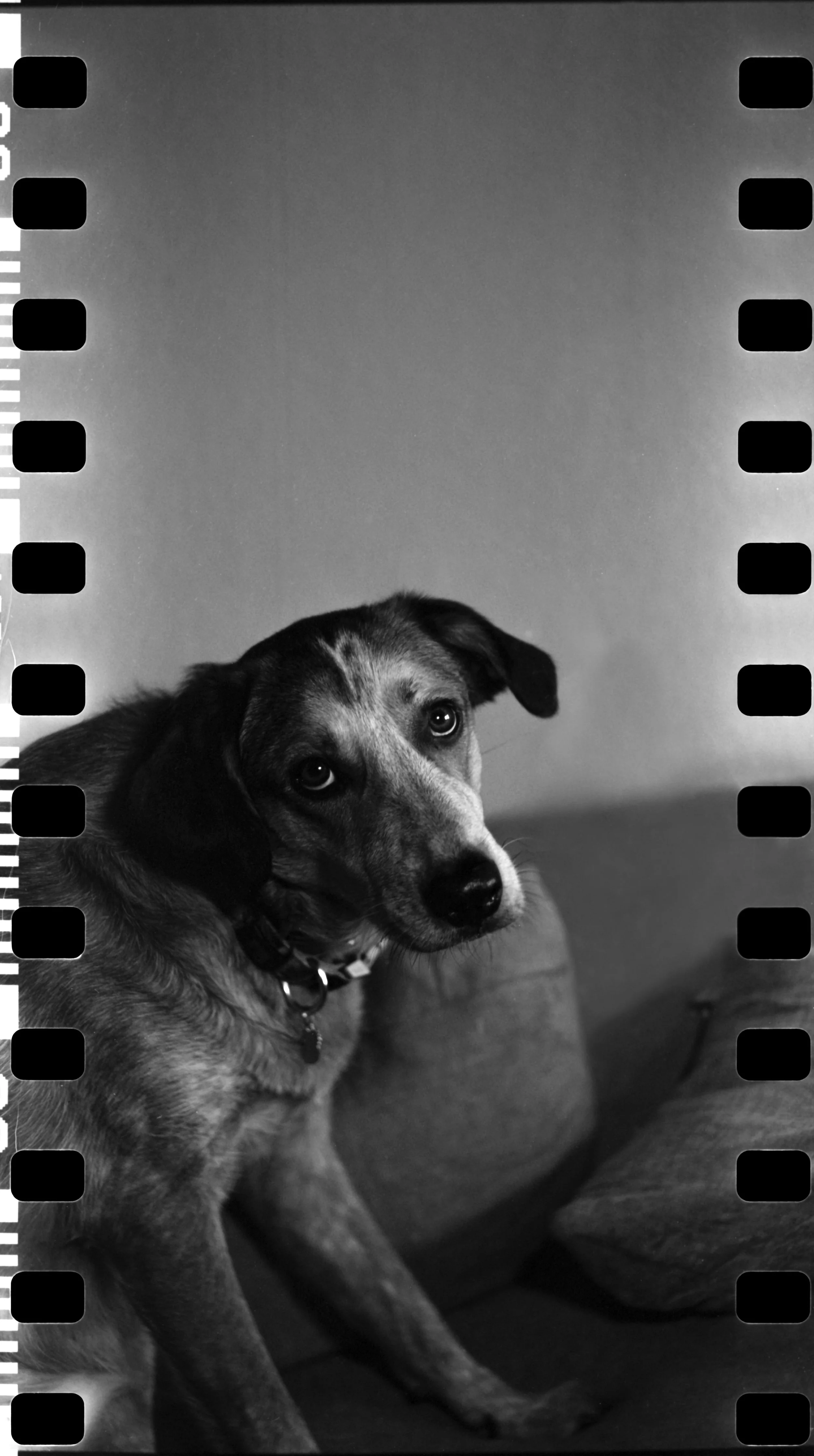 Fiona_TLR_2.jpg