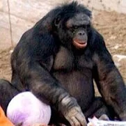 KANZI BEFORE APE INITIATIVE