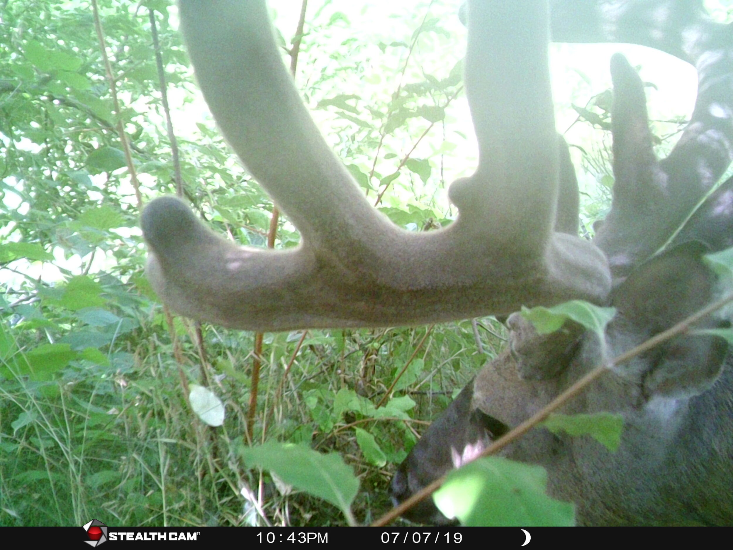 Male White-tailed Deer