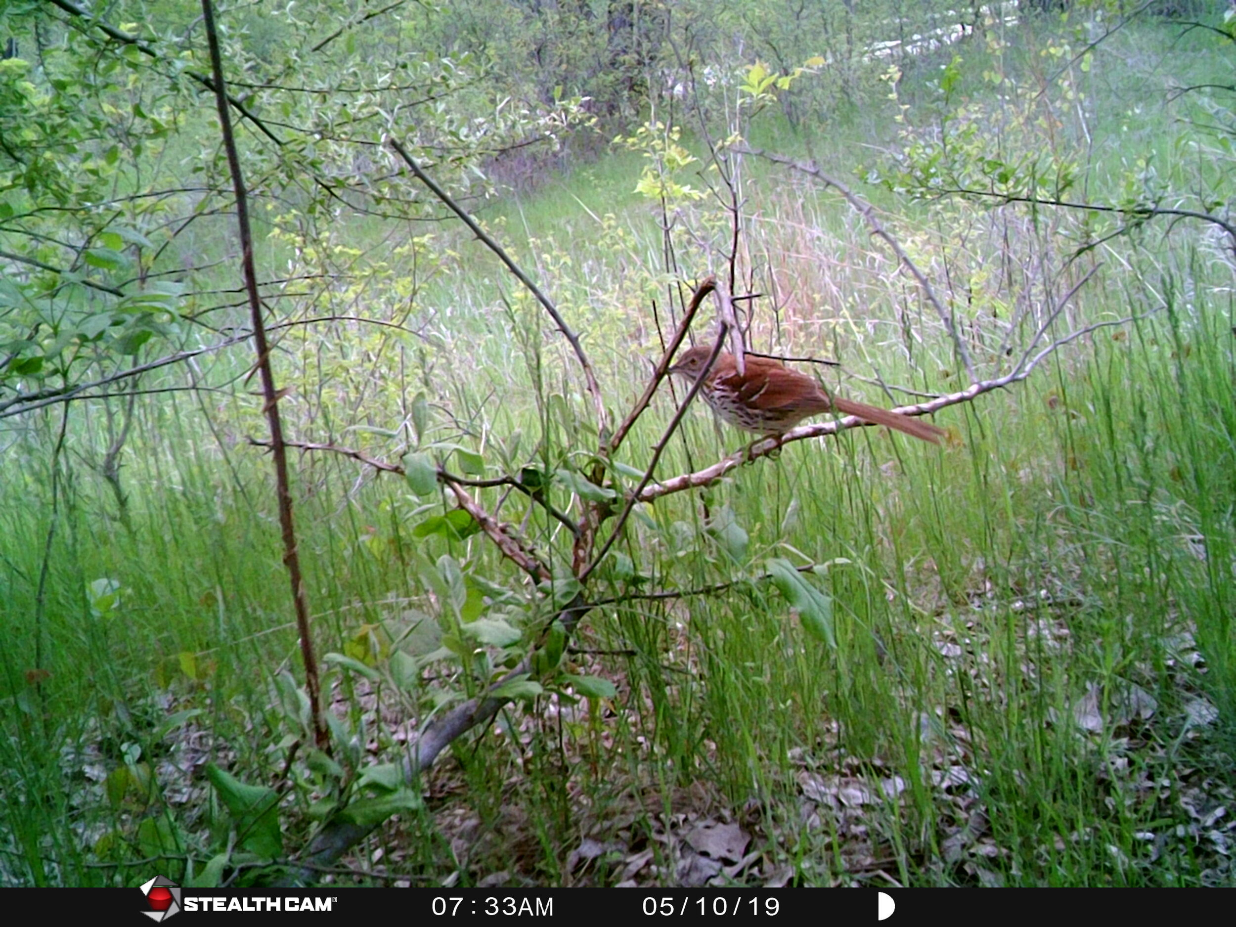 Brown Thrasher