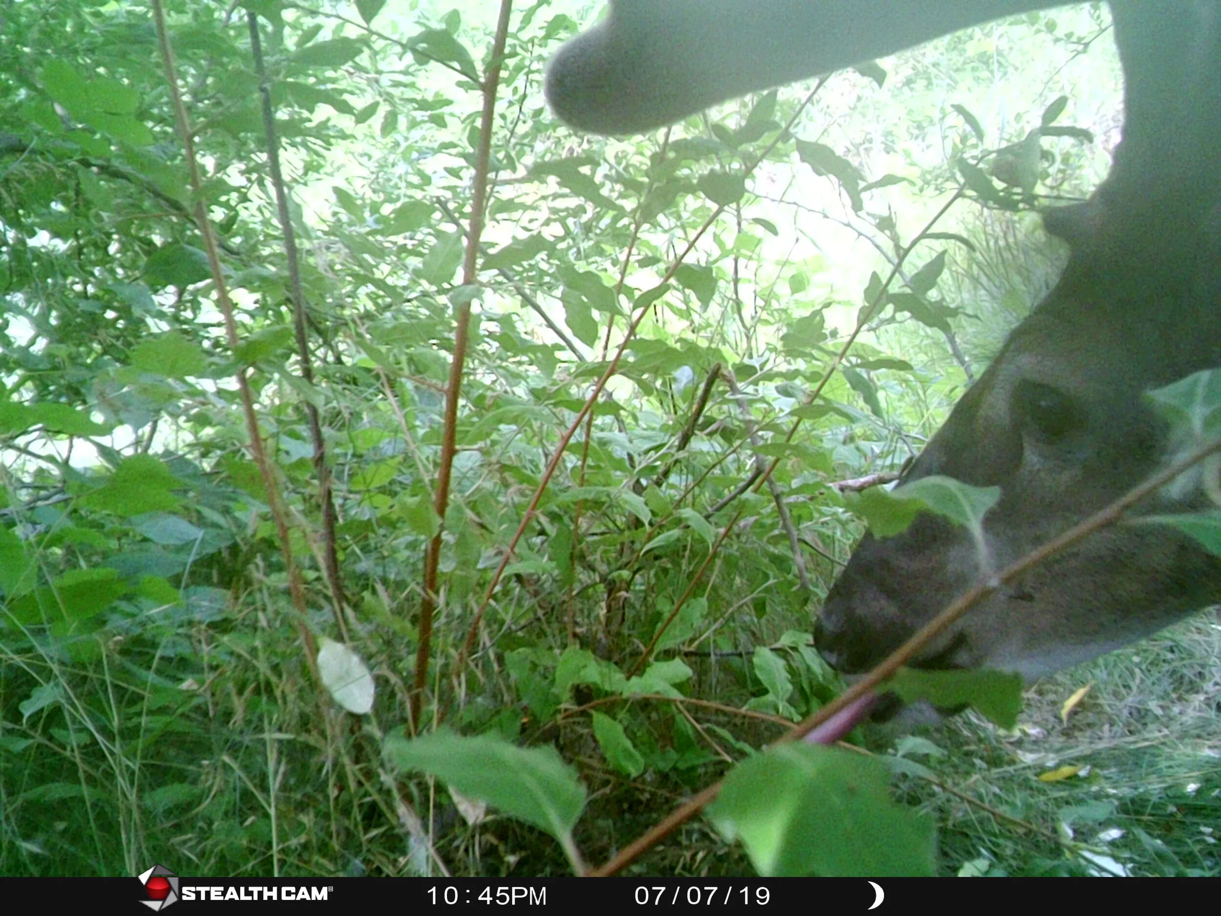 Male White-tailed Deer