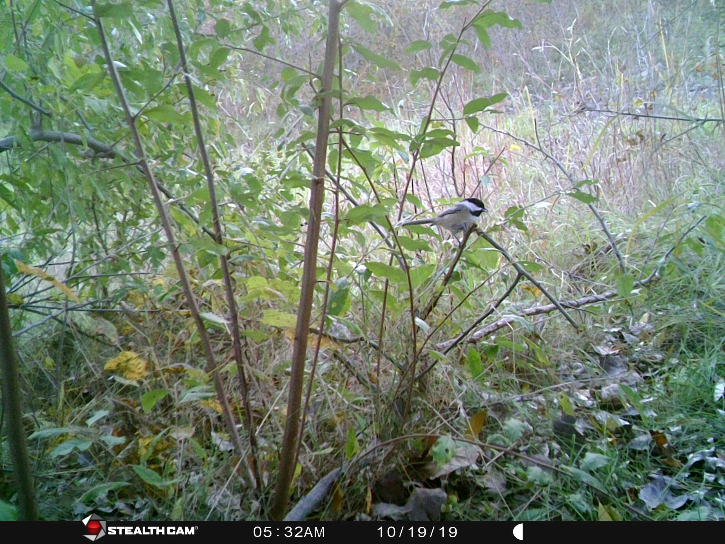 Black-capped Chickadee