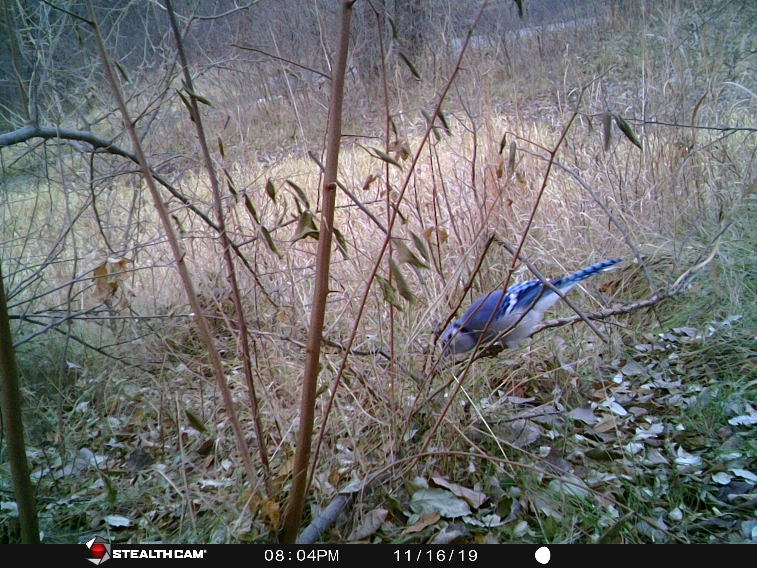 Blue Jay