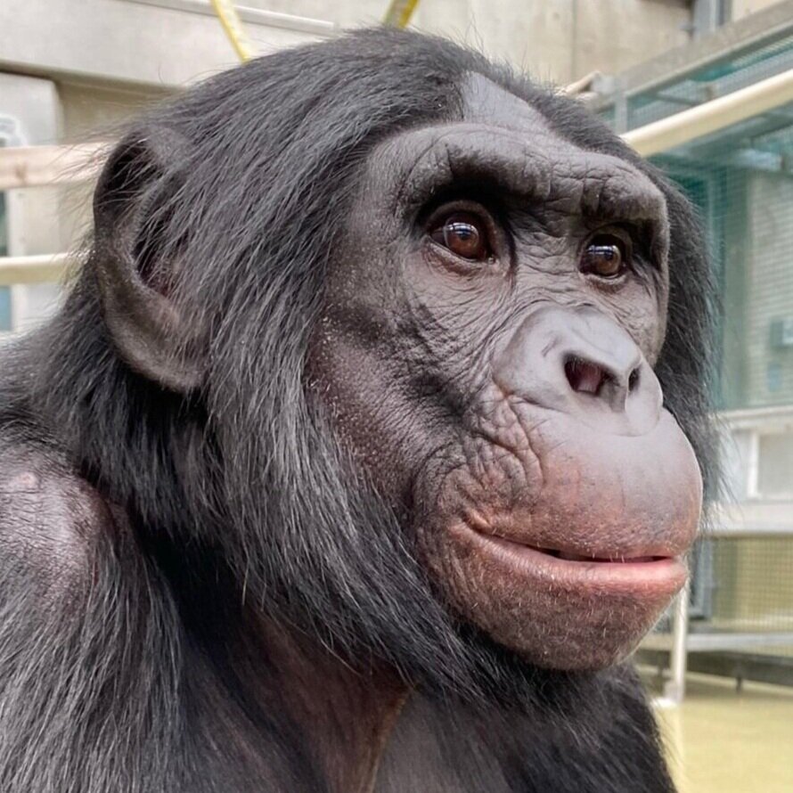 Bonobos and Chimpanzees — Ape Initiative