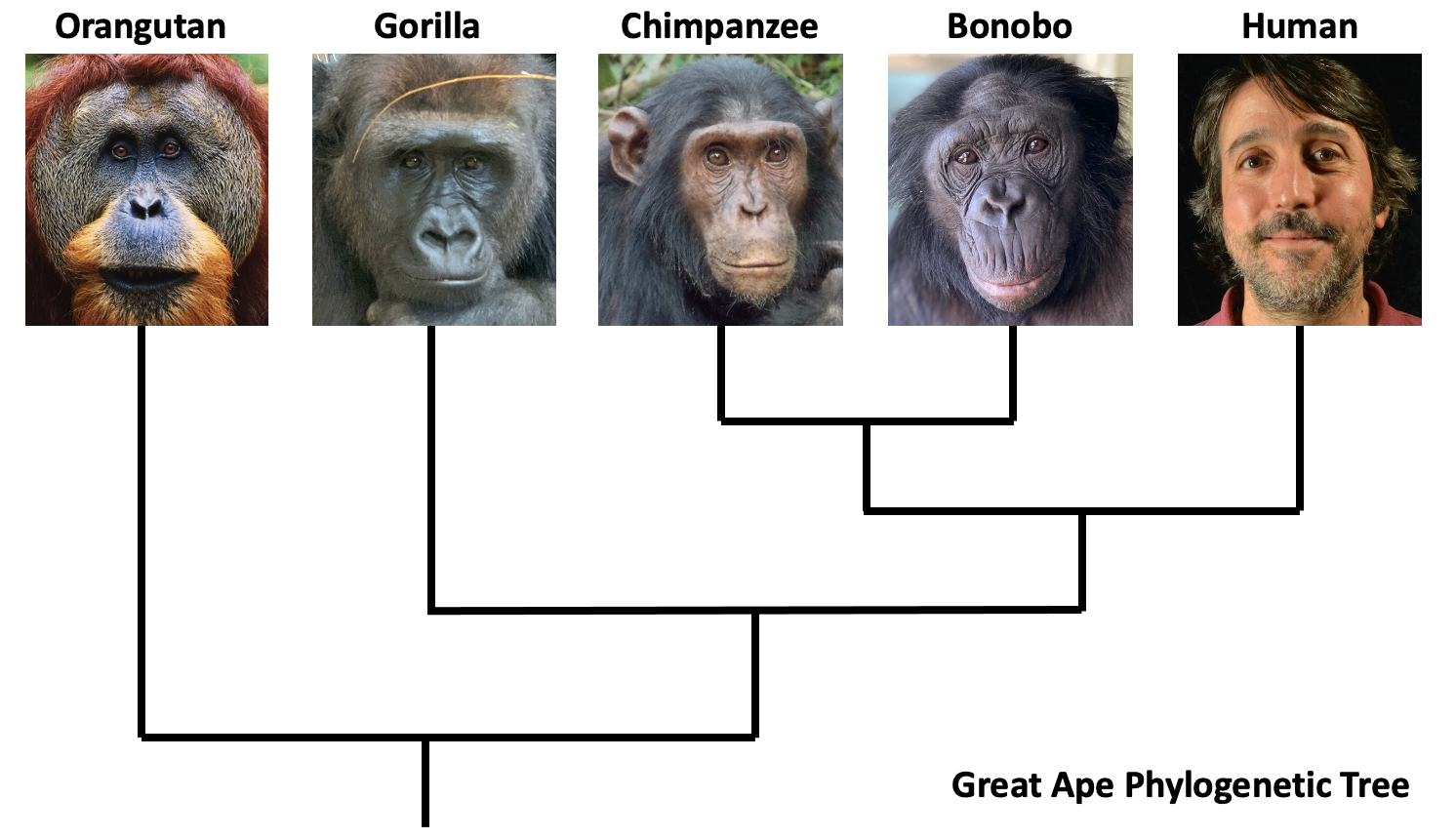 О принадлежности человека к семейству гоминид. Шимпанзе и бонобо различия. Шимпанзе бонобо. Шимпанзе Размеры с человеком. Всемирный день обезьян бонобо.
