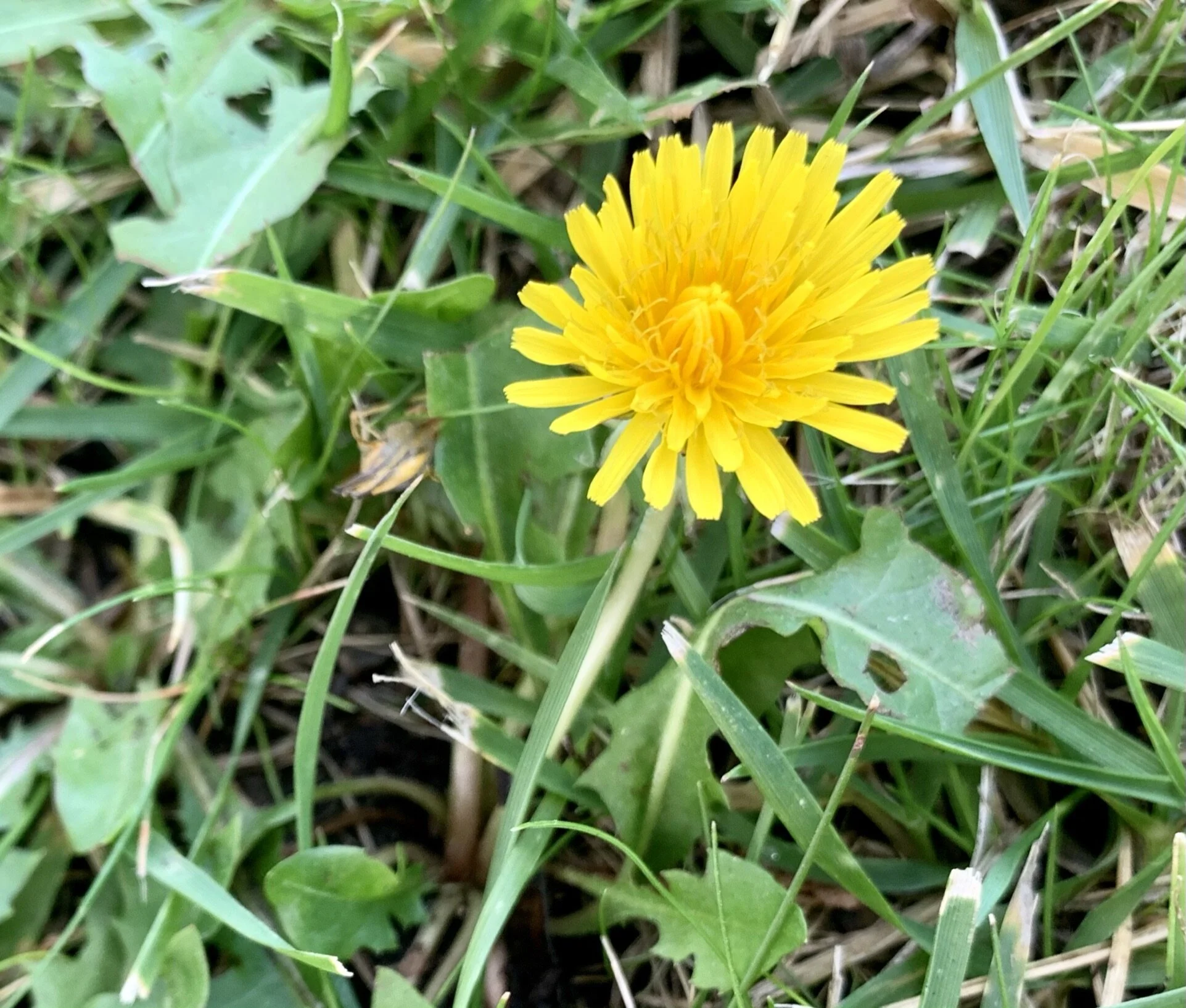 Arcanum of the Dandelion