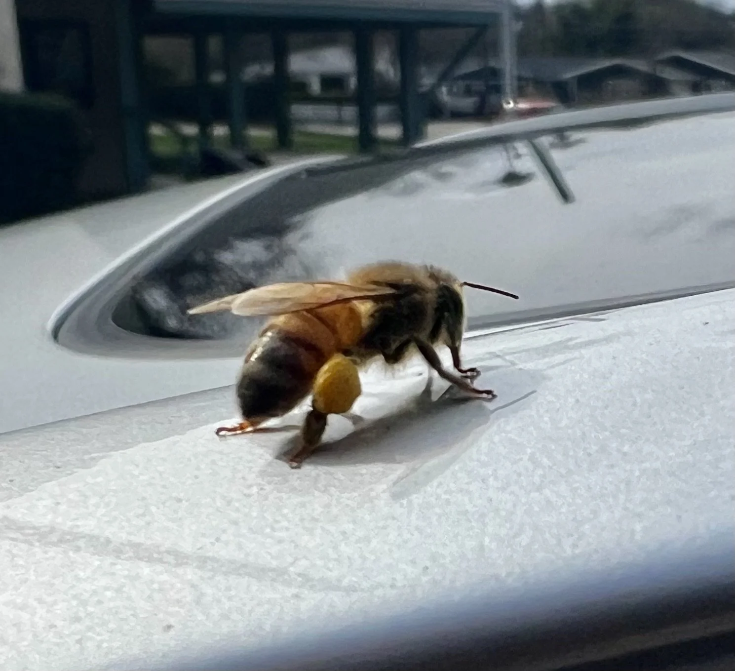 Buzzing with Love: Why Beekeepers Celebrate Valentine's Day