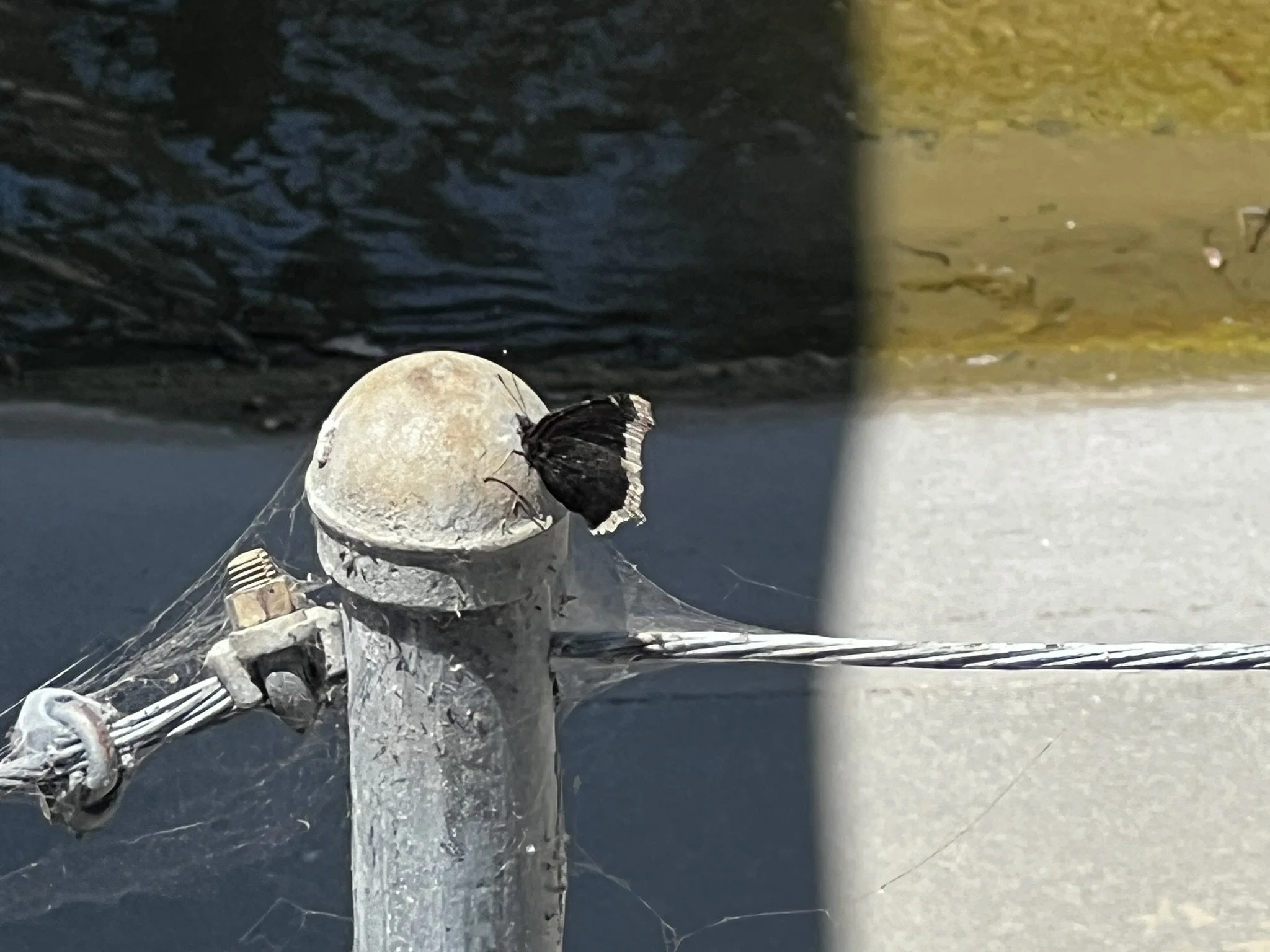 Venus emerges from combustion to grace us as an evening star, leading up to the Democratic convention