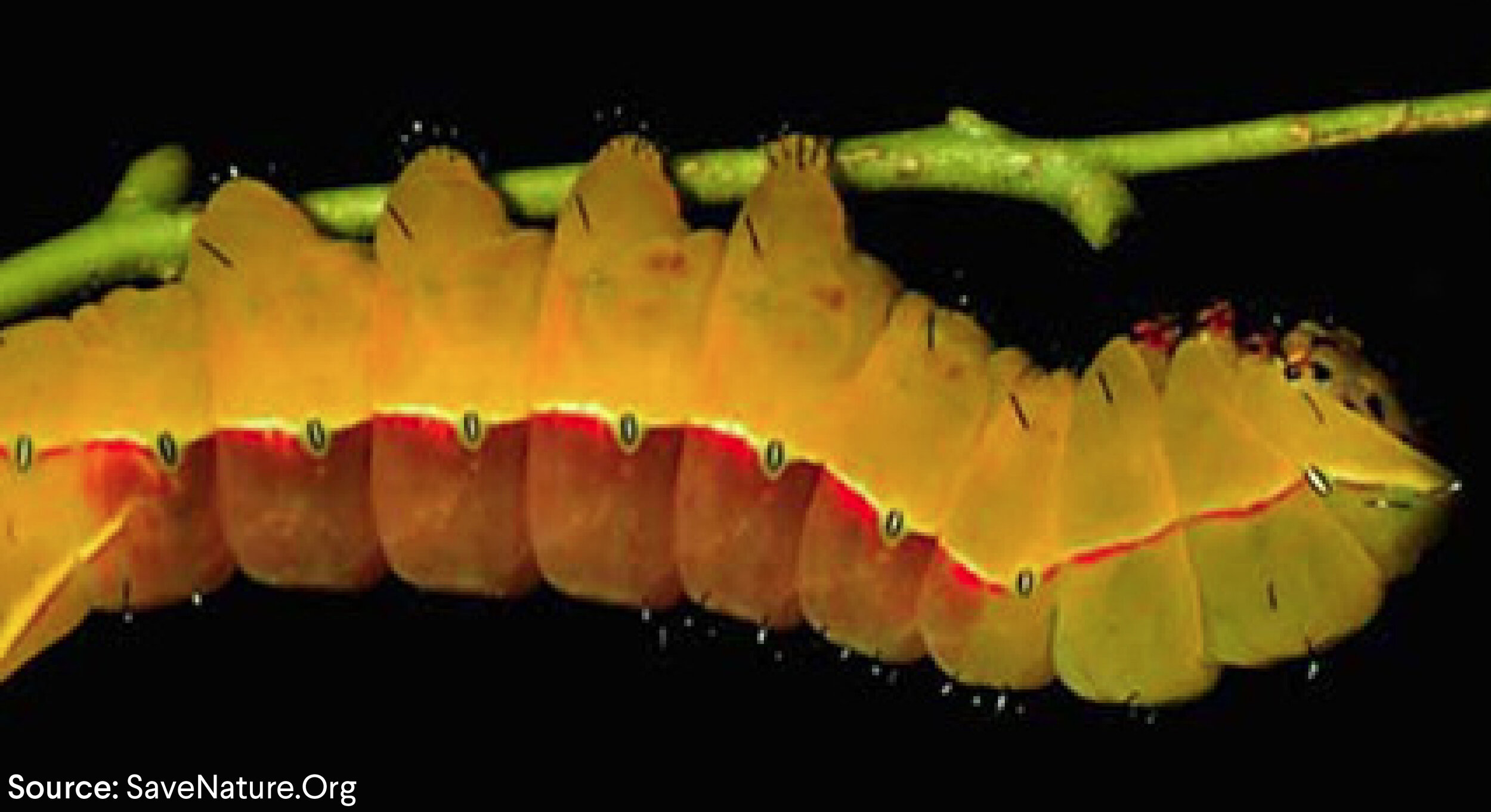 A large orange caterpillar