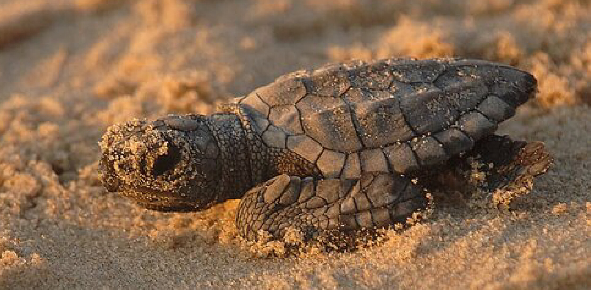 Baby sea turtle