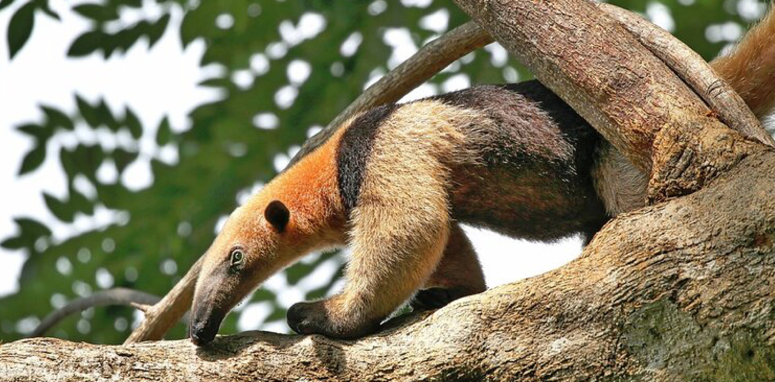 An orange and black anteater
