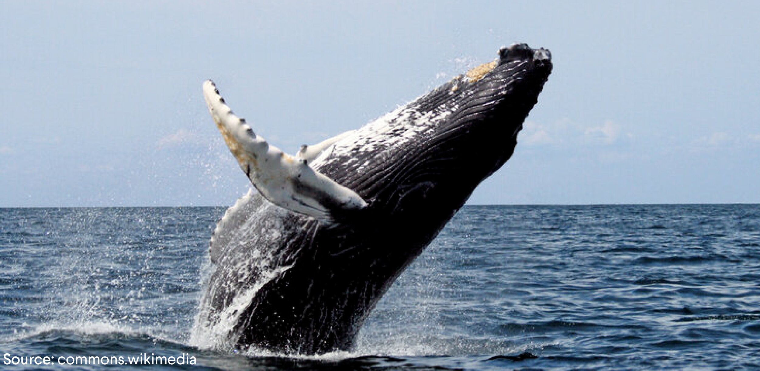 Humpback whale