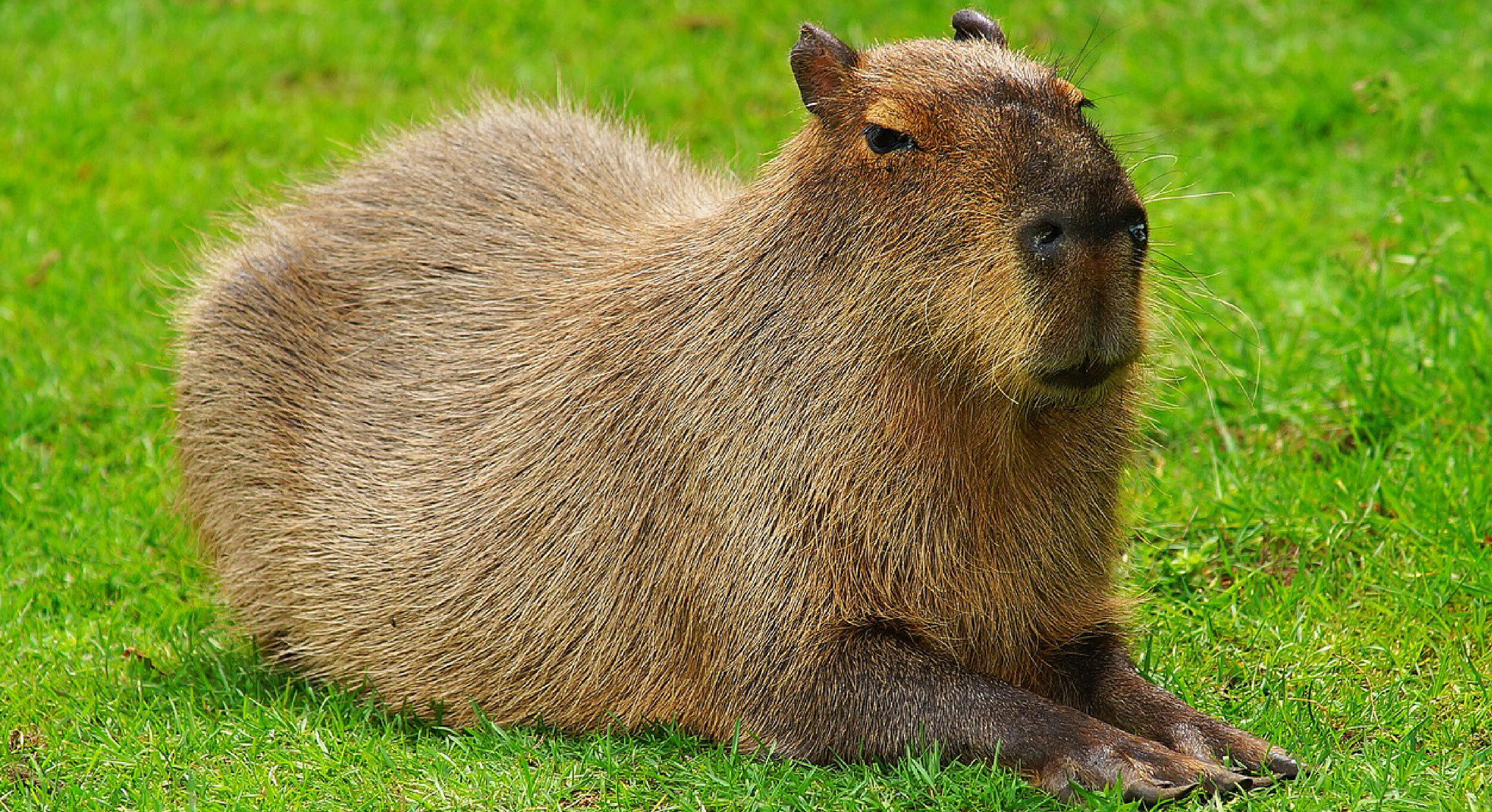 A peaceful Capybara 