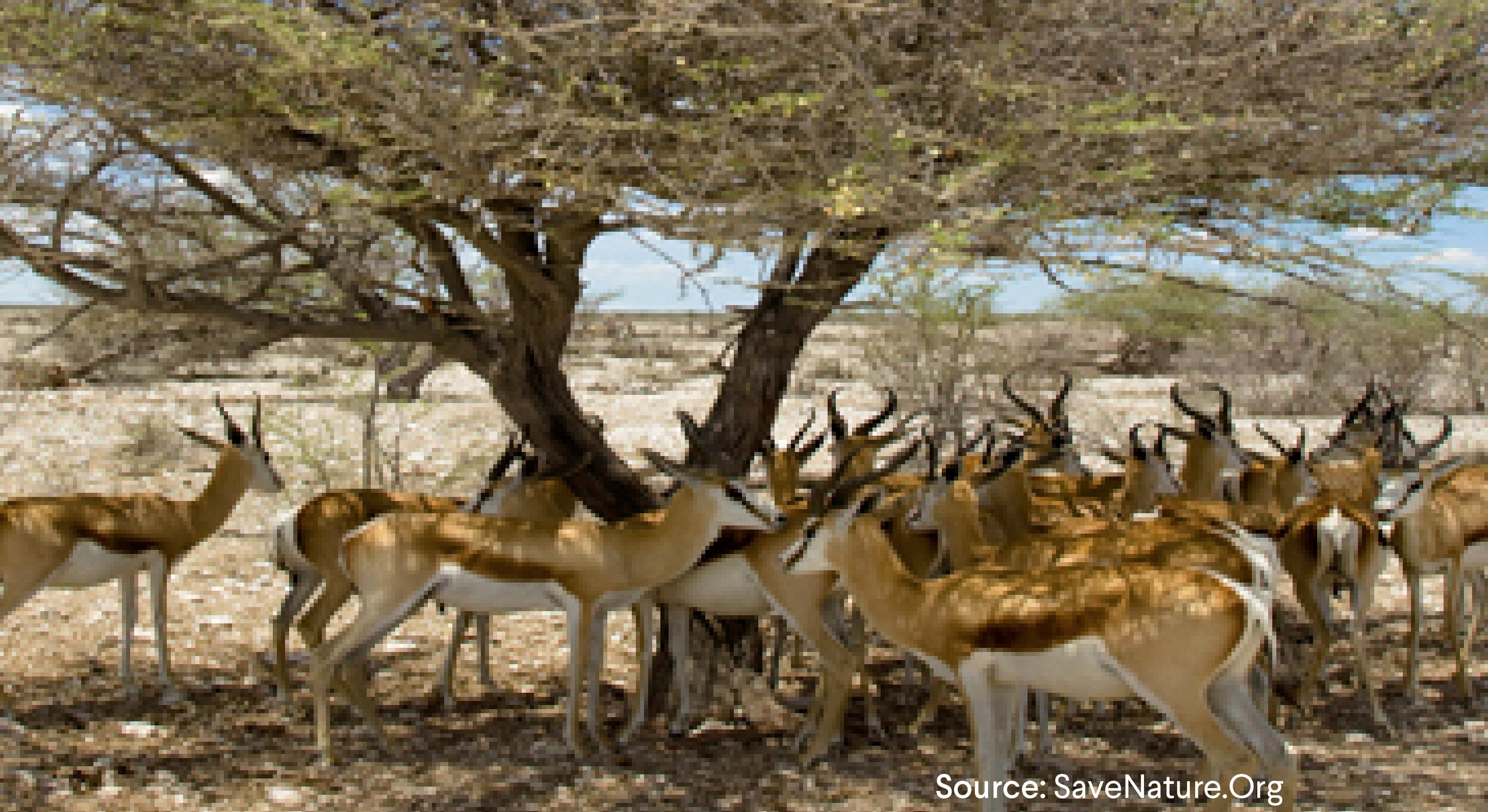 Herd of Gazelles