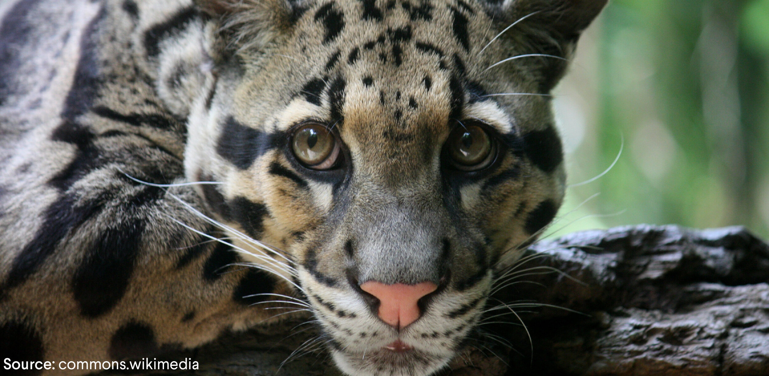 A clouded Leopard