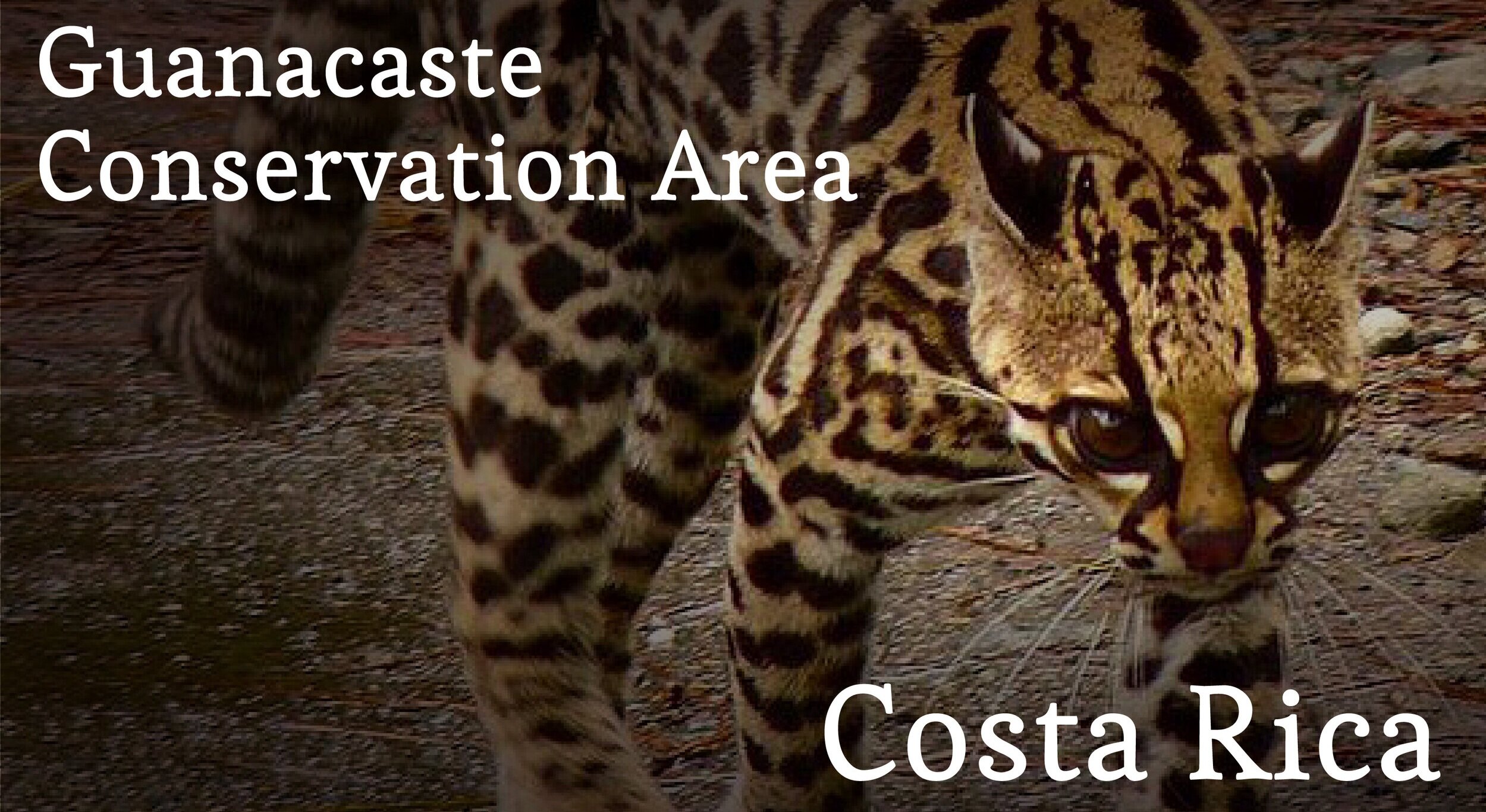 Guanacaste Conservation Area, Costa Rica Adoption Portal